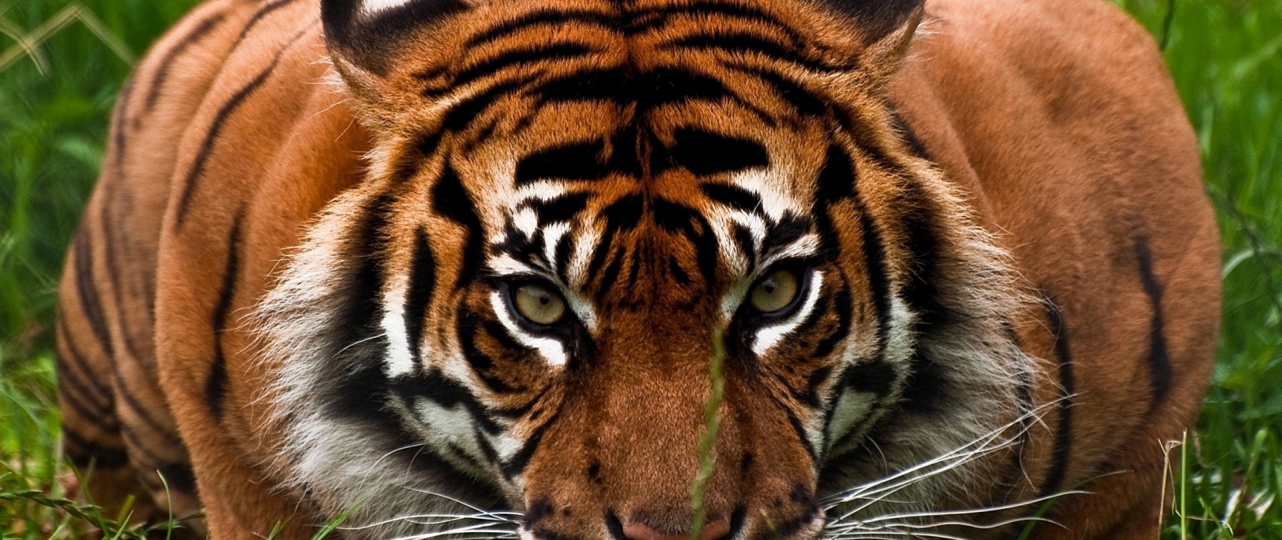 2560x1080 Download Tiger's Aggressive Face HD Wallpaper 2560Ã1080
