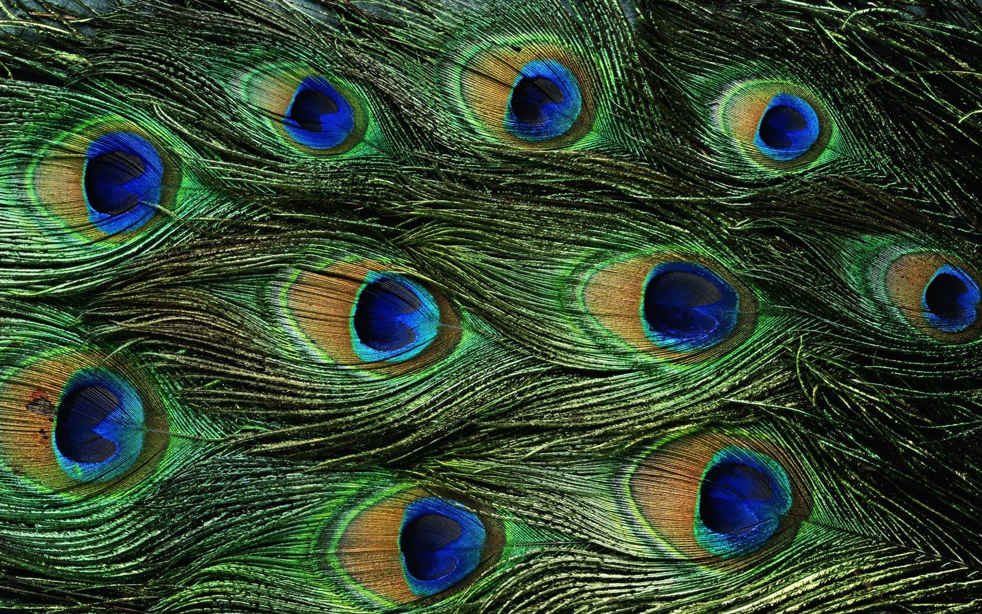 1920x1200 ... Peacock Wallpaper Border - Probrains.