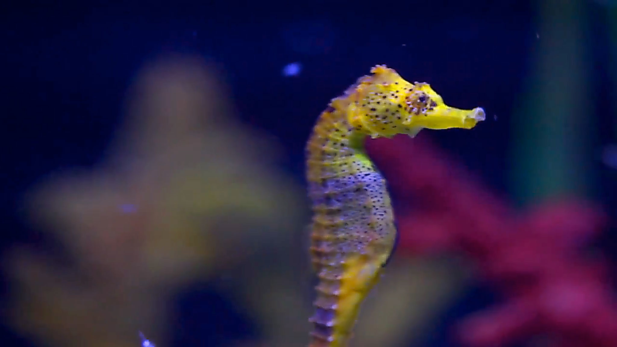 2048x1152 Seahorse Background - Bing images
