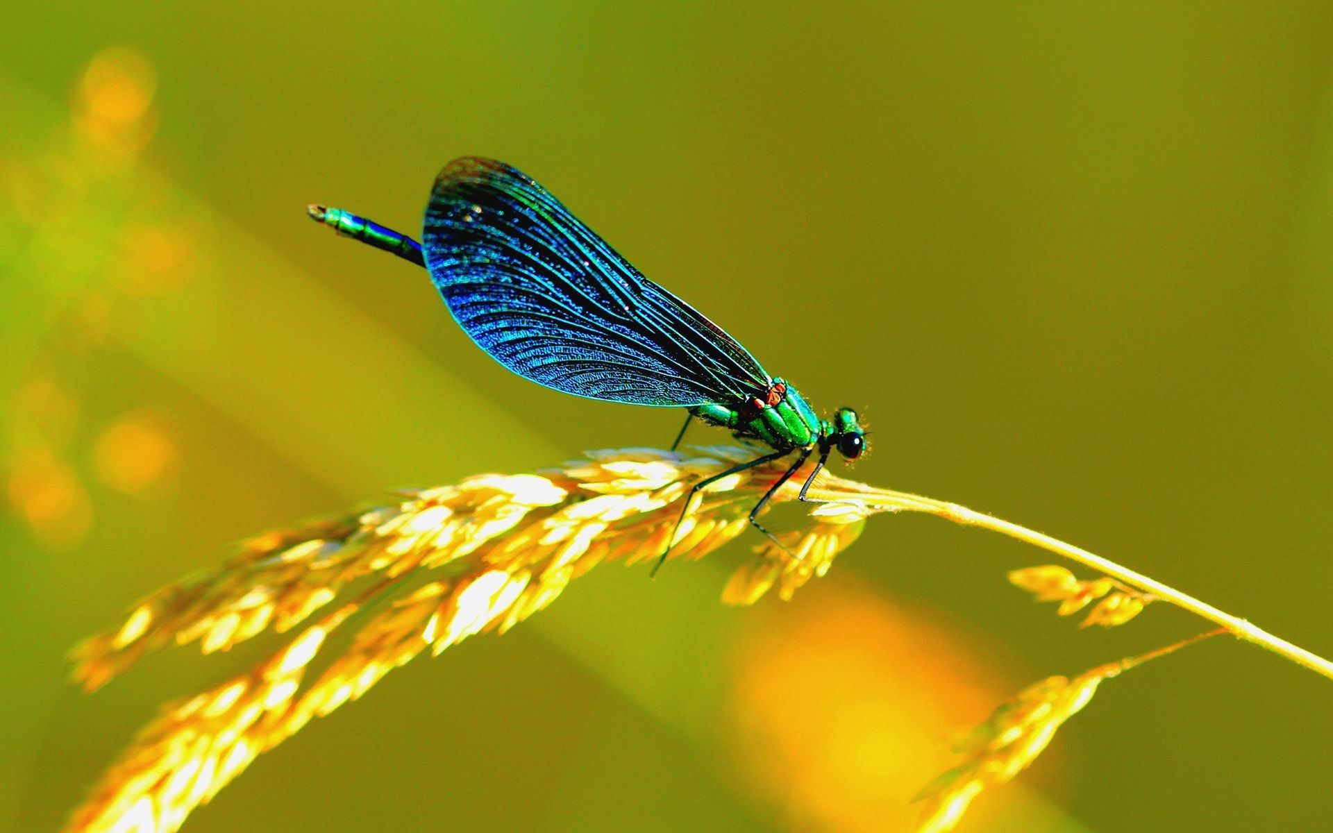 1920x1200 ... dragonfly wallpapers full hd wallpaper search ...