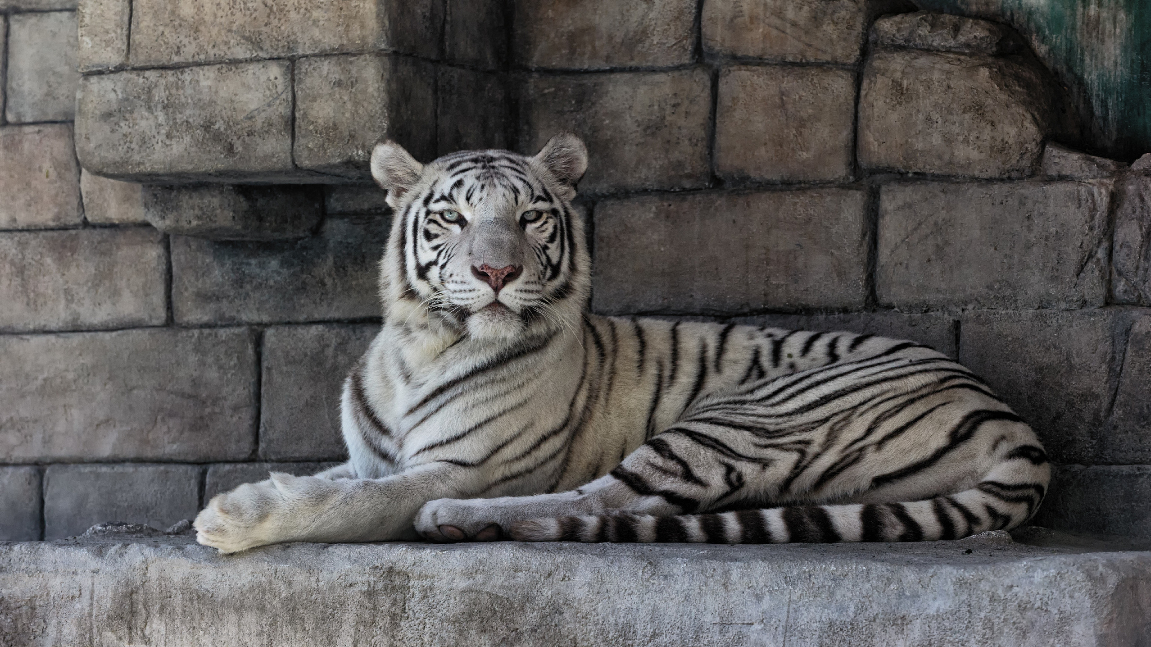 3840x2160 Preview wallpaper white tiger, predator, striped 