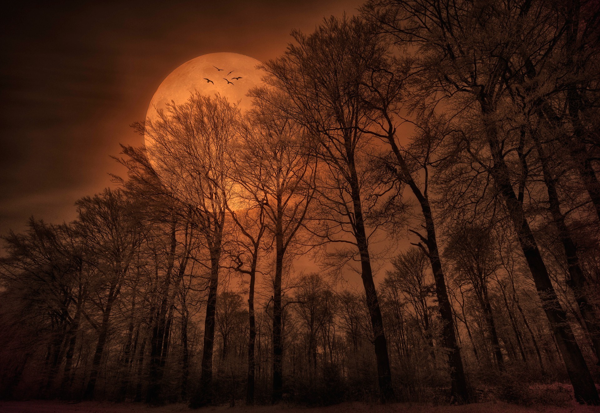 1920x1320 nature, Forest, Trees, Moon, Monochrome, Spooky Wallpapers HD / Desktop and  Mobile Backgrounds