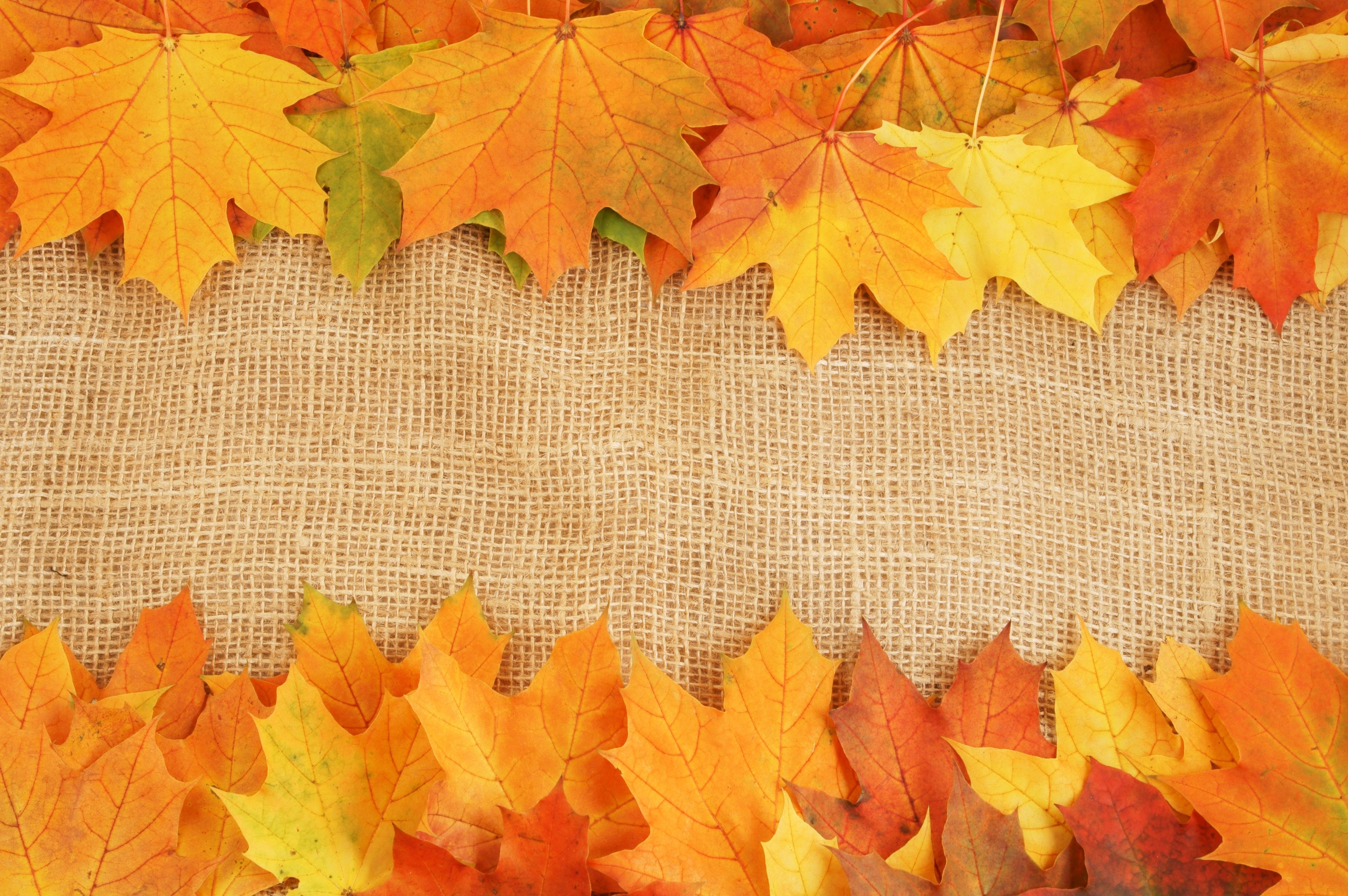 Fall Leaves Background (43+ images)