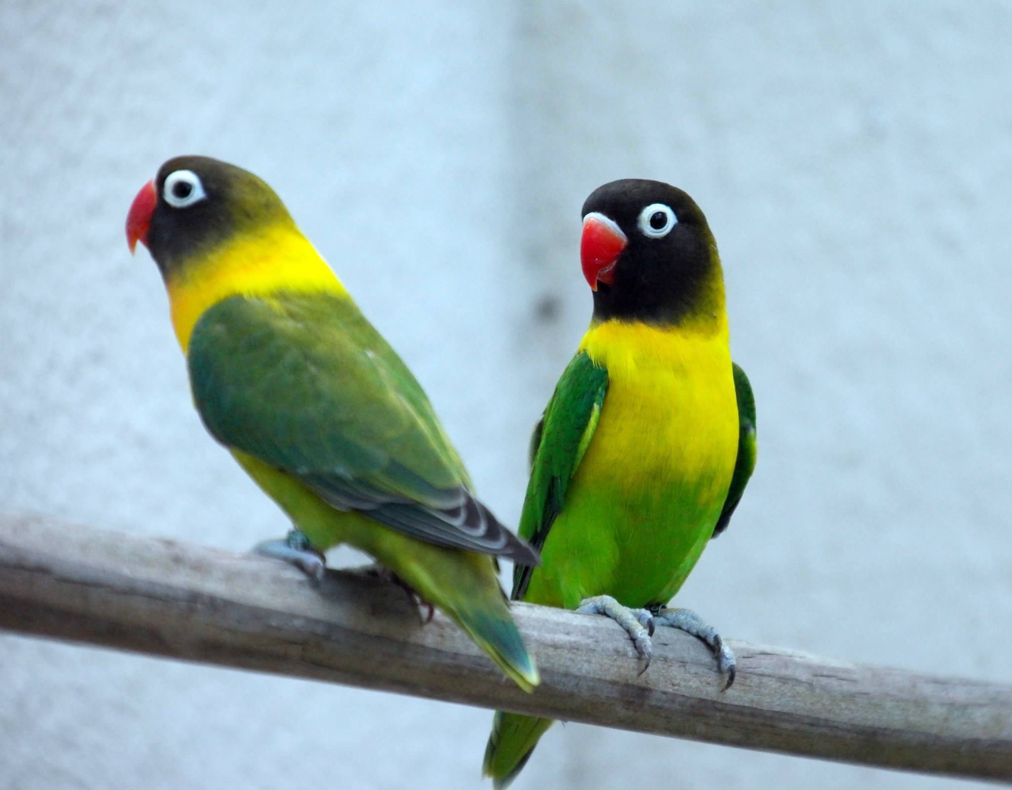 Love Birds Stock Photos Images and Backgrounds for Free Download