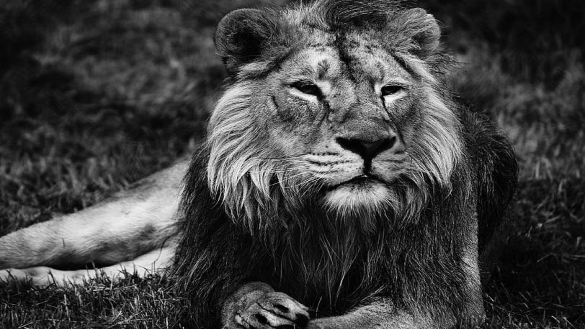 1920x1080 lion-black-and-white-hd-free-wallpapers