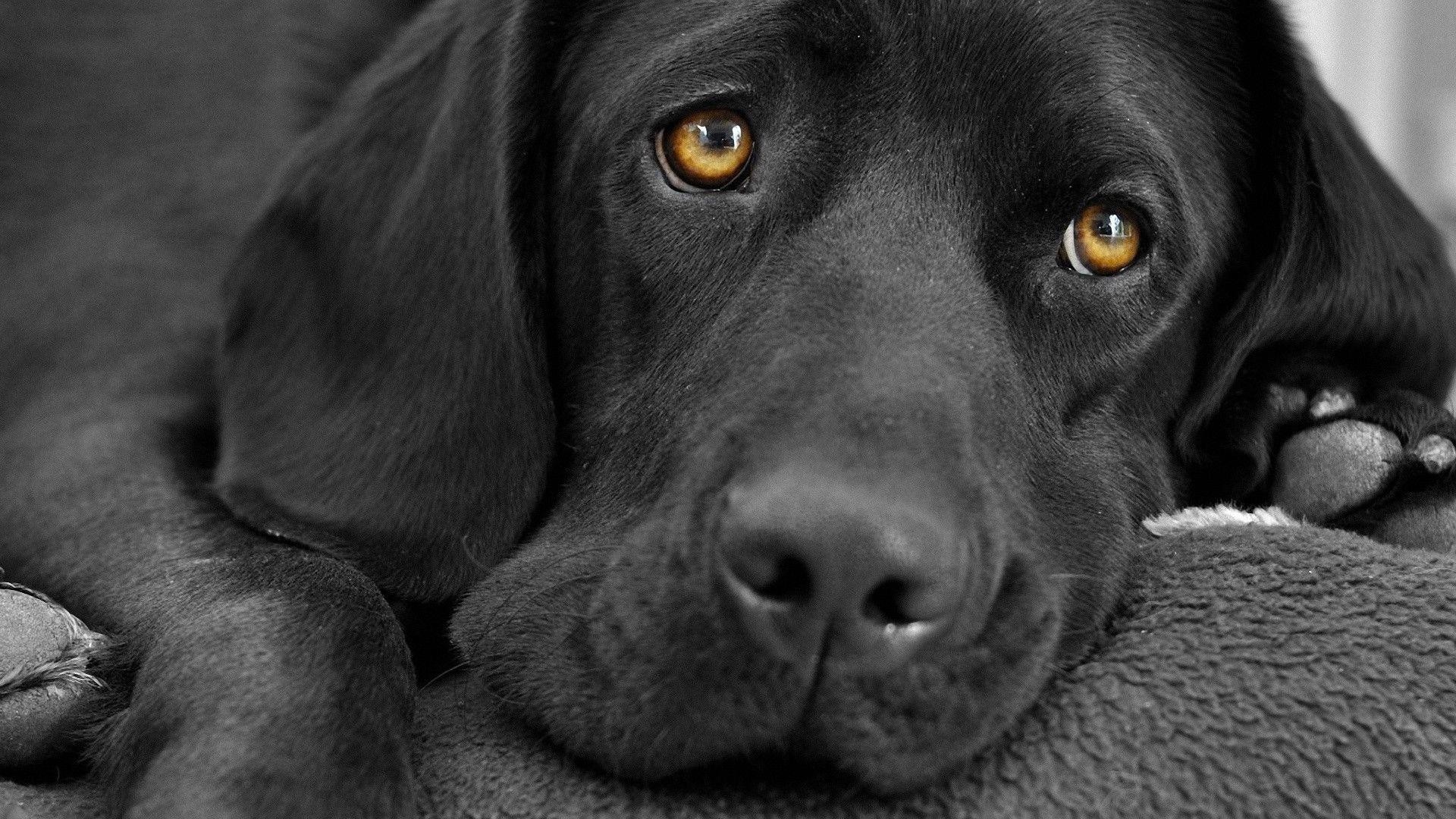 1920x1080 3840x2160 Cute Labrador Retriever Wallpaper | Wallpaper Studio 10 | Tens of  thousands HD and UltraHD wallpapers for Android, Windows and Xbox