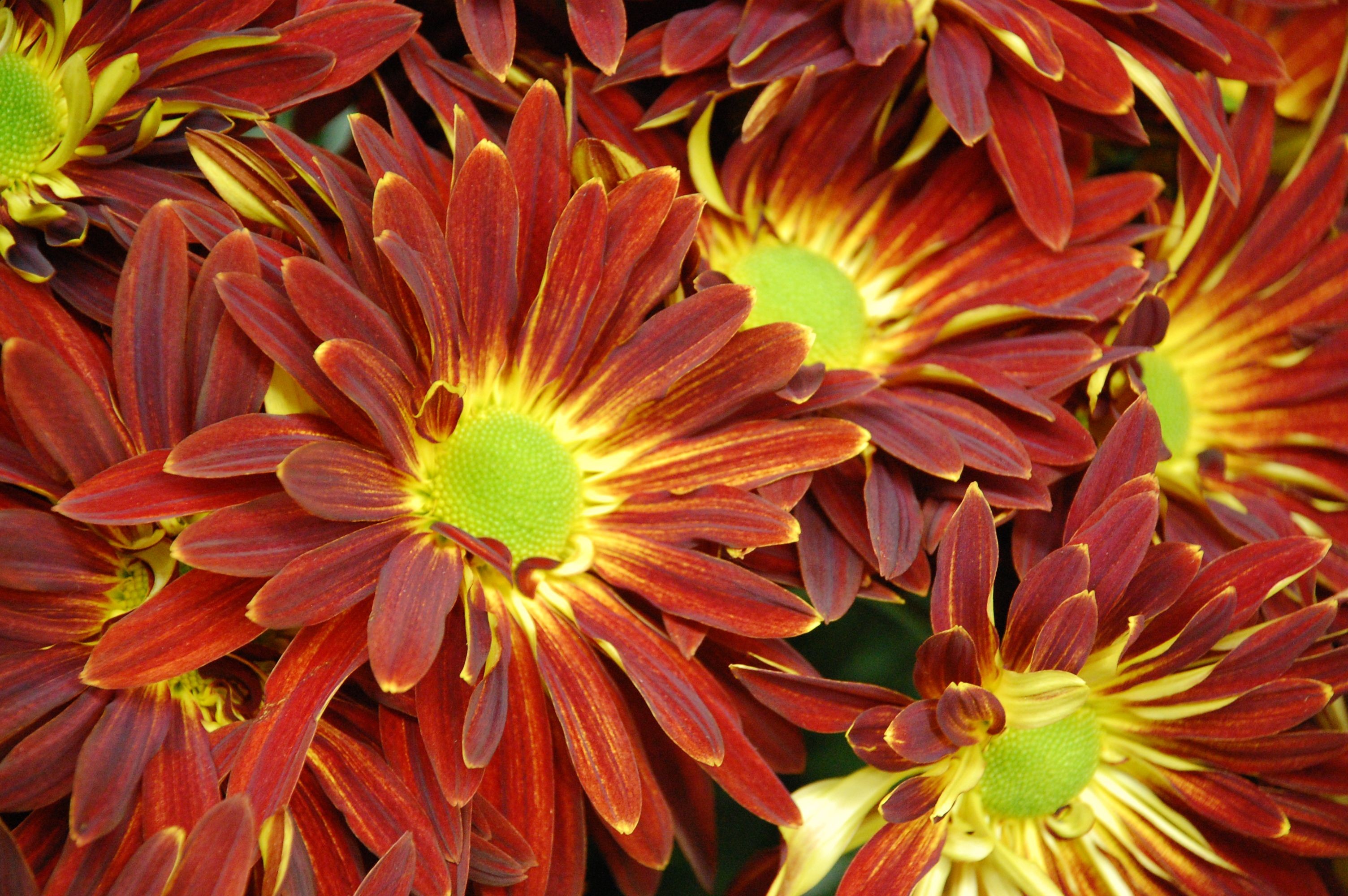 3008x2000 Fall flowers | Usually most people think of mums as fall flowers did you  know that .