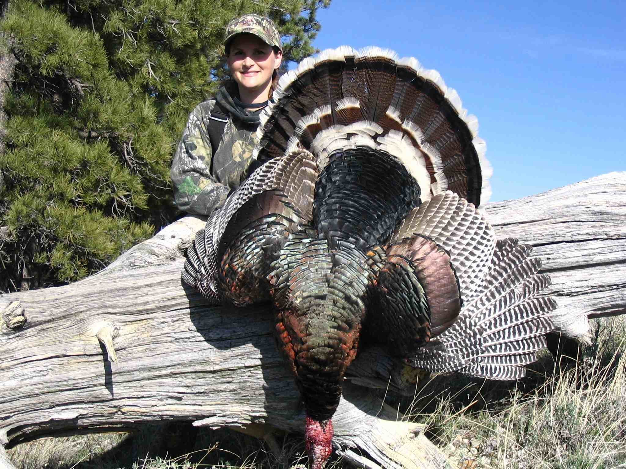 2048x1536 Merriam's Wild Turkey | Wyoming 2015 | SOLD OUT!