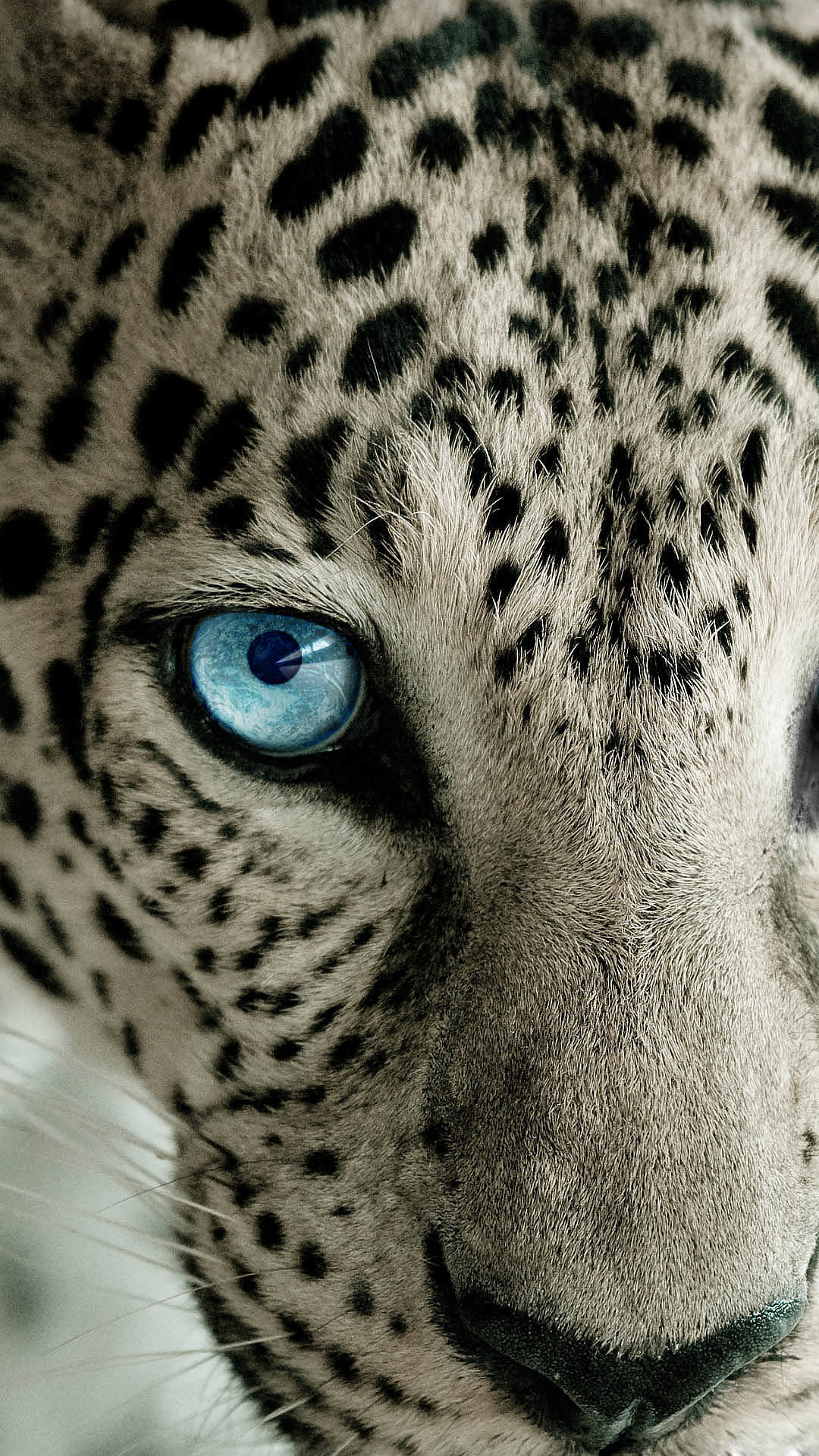 1080x1920 Snow Leopard Blue Eye - Best htc one wallpapersHTC wallpapers