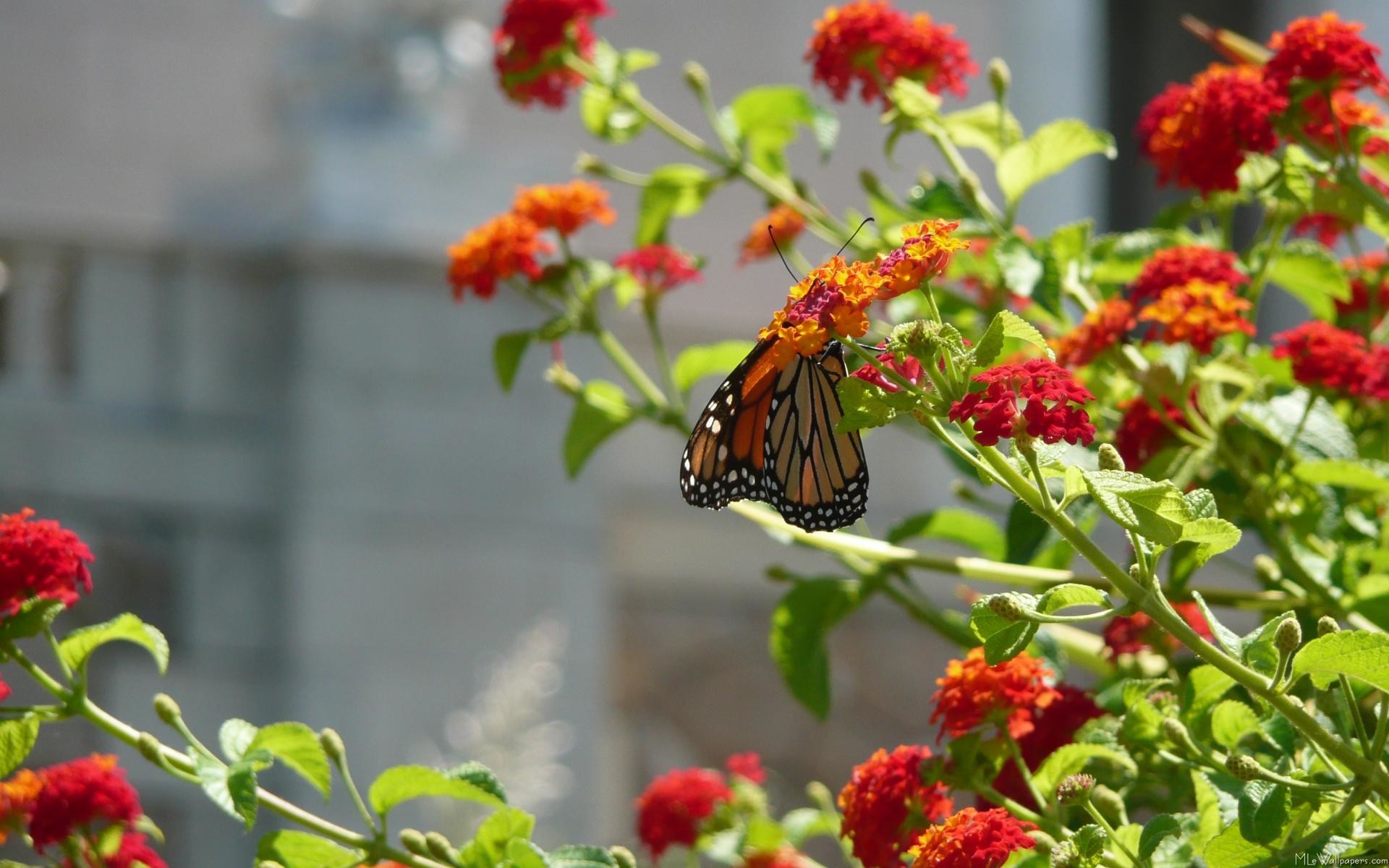 1920x1200 I'm always amazed at the power of the butterfly bush to attract beautiful  butterflies. Here is a red butterfly bush (a more unusual variety) with a  monarch ...