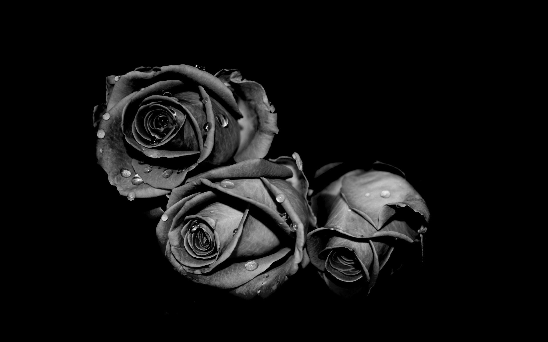 1920x1200 Beautiful Darkness black and white flower wallpaper.