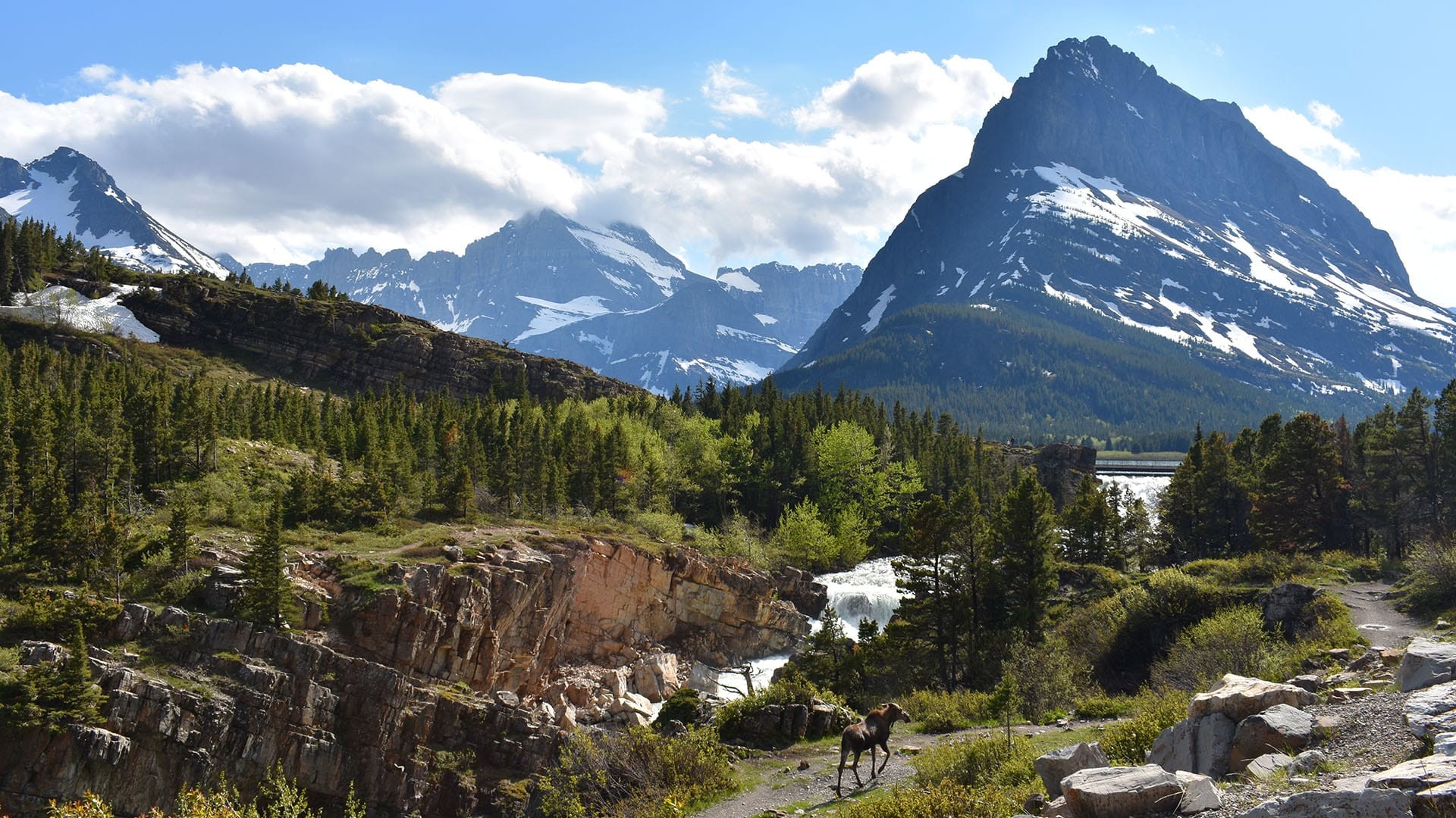 1920x1080 A moose wanders along a mountain path in Glacier National Park.
