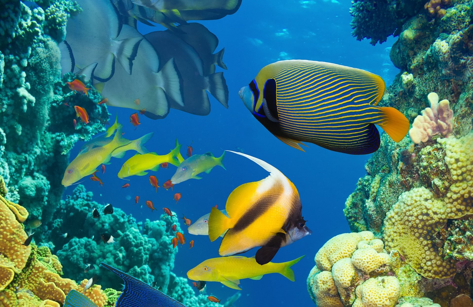1920x1246 fish underwater coral reef ocean sea under water