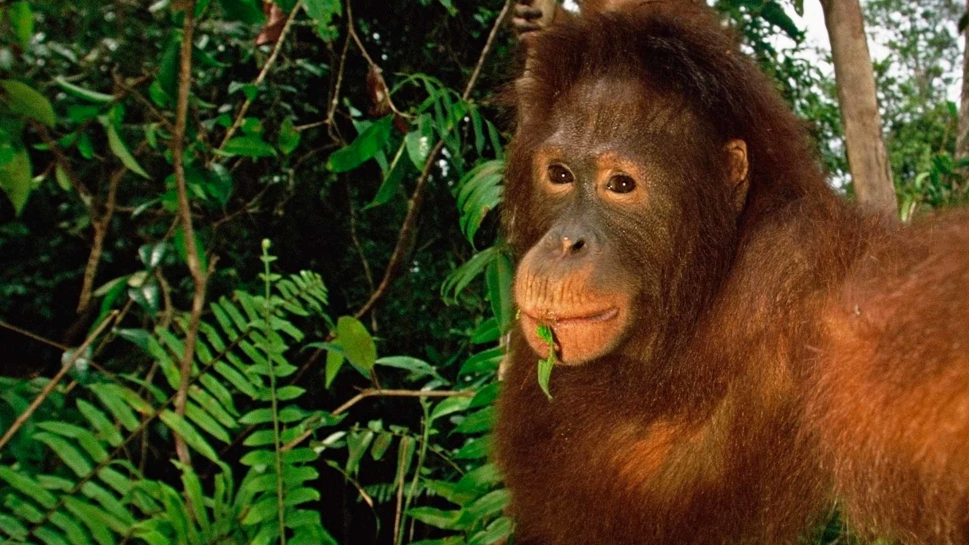 1920x1080 Wild orangutans