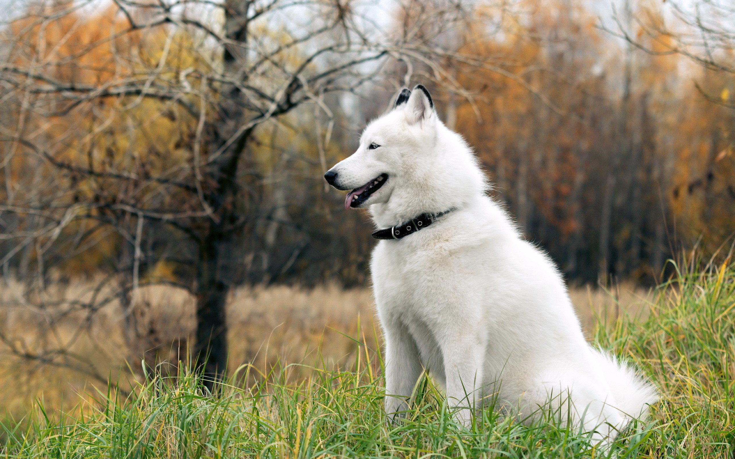 2560x1600 siberian husky dog white radiope desktop wallpaper download siberian .