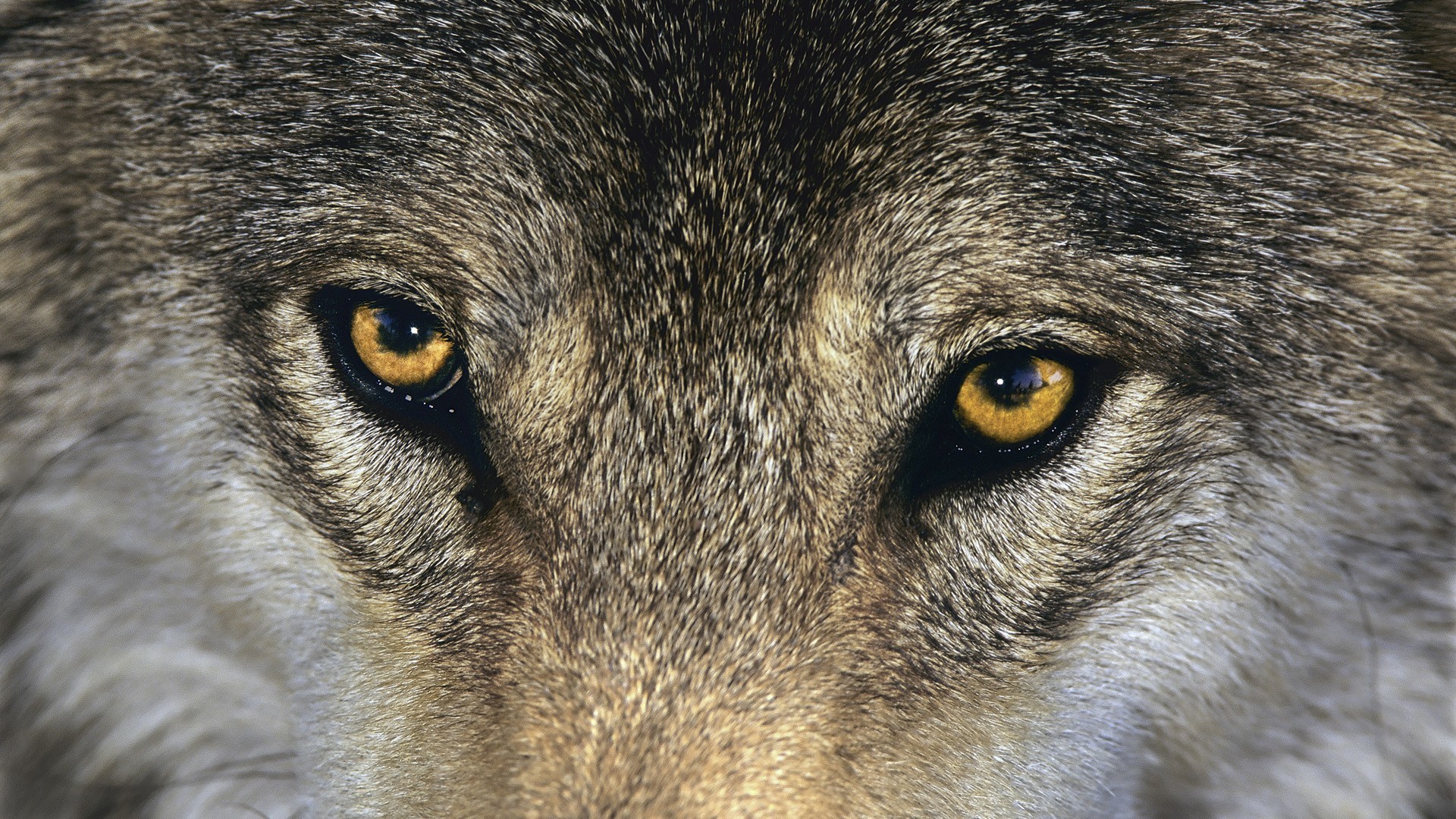 1920x1080 Animal Gray Wolf Wallpaper 03 | Hdwallpapers-Download.Com