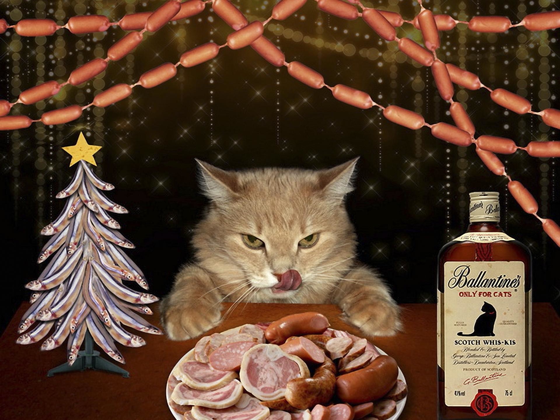 1920x1440 Happy Christmas Cat :)