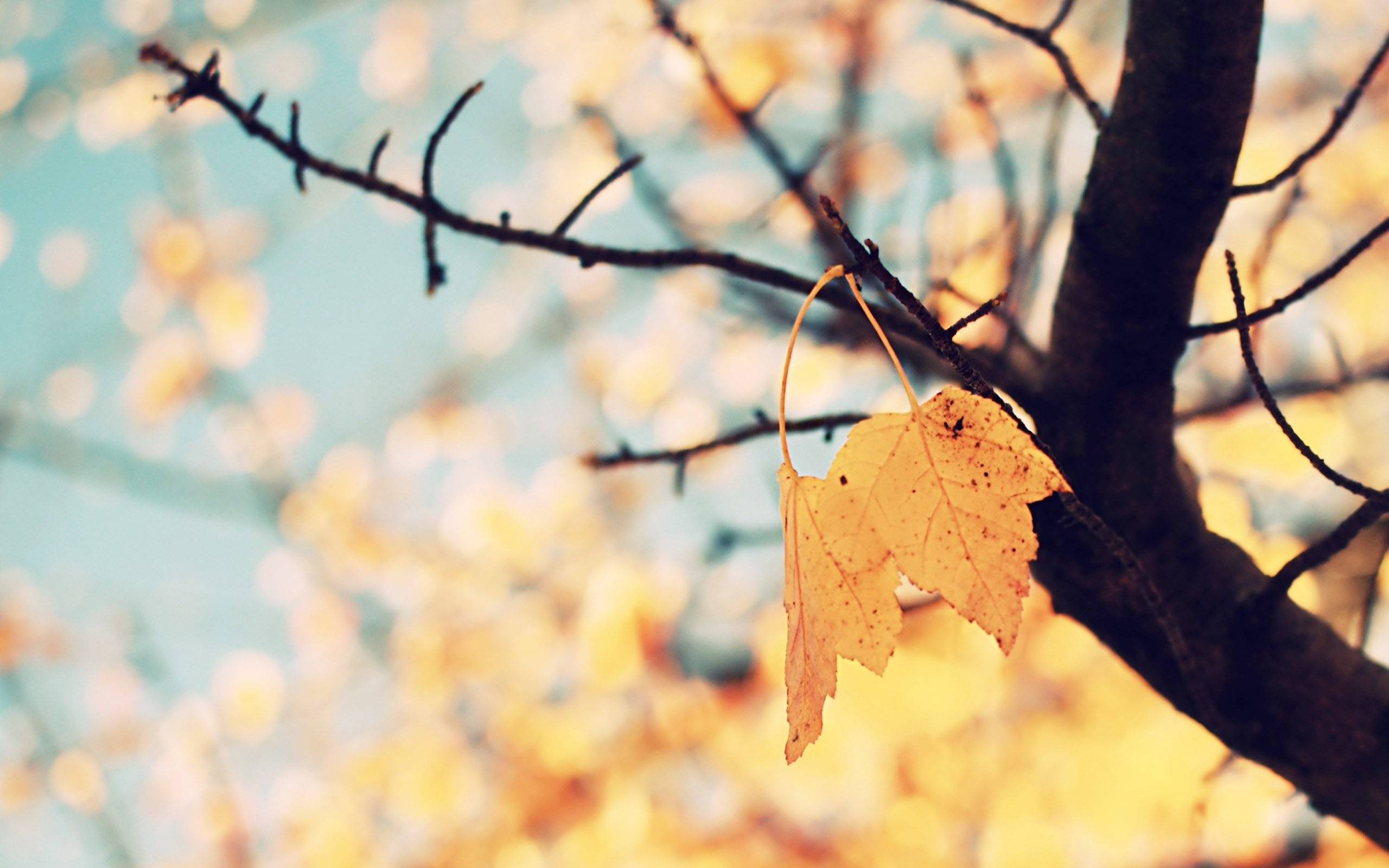 2560x1600 Fall Backgrounds For Mac
