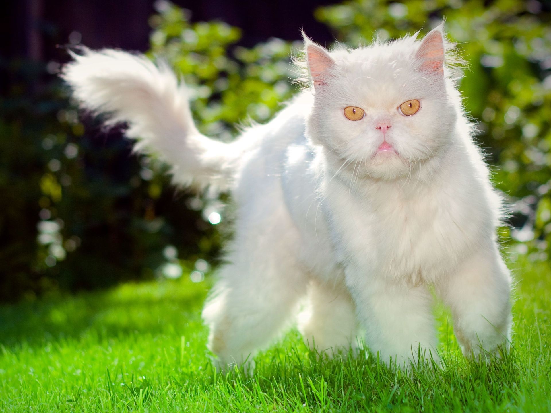 1920x1440 Funny Ugly-Faced White Cat Wallpaper Photo Wallpaper
