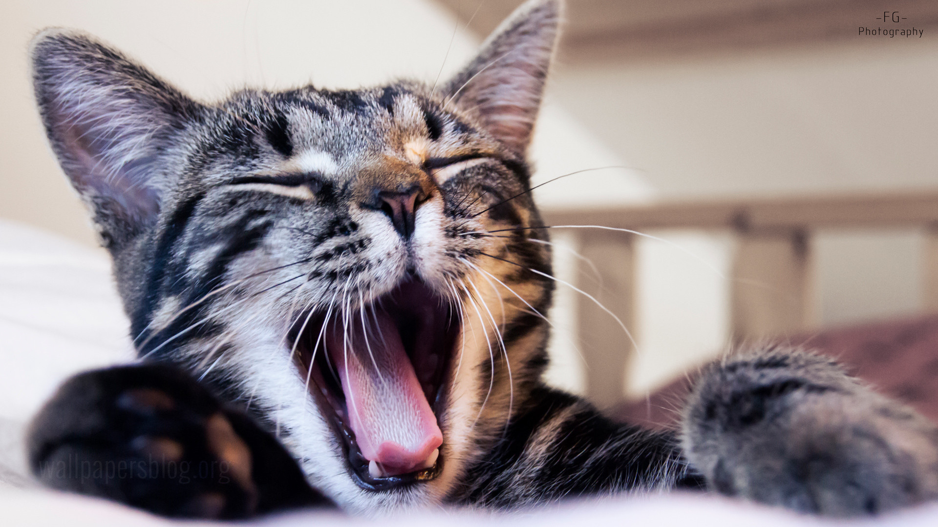 1920x1080 cat yawning full hd 1080p wallpaper desktop background