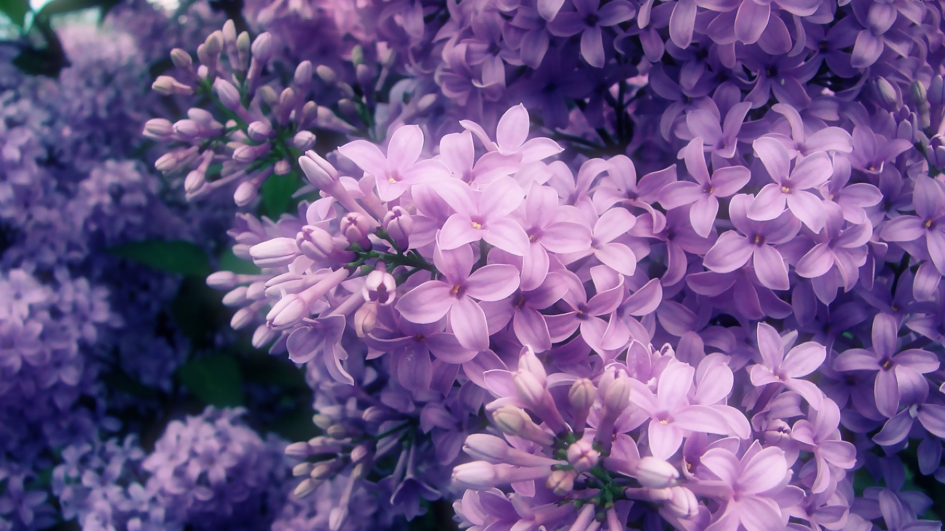 1920x1080 Lilac Flower