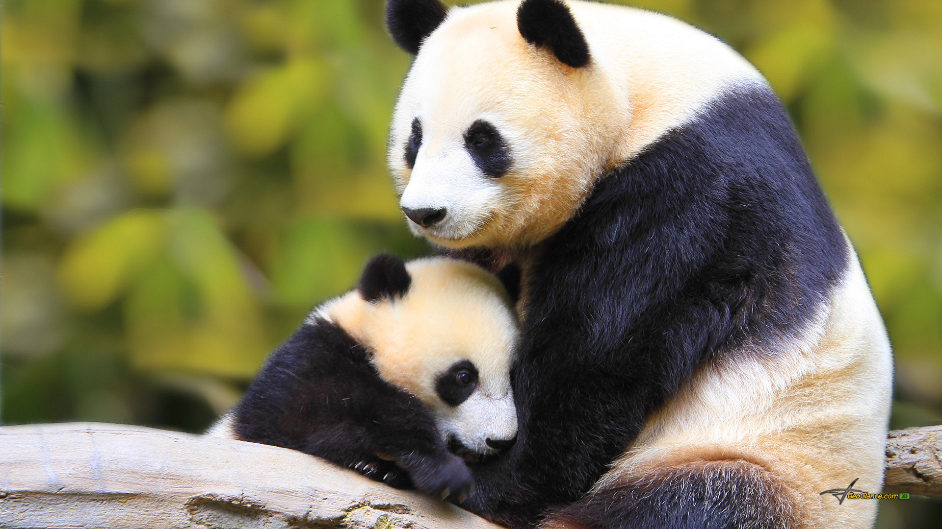 1920x1080 Mother and Baby Panda Wallpaper