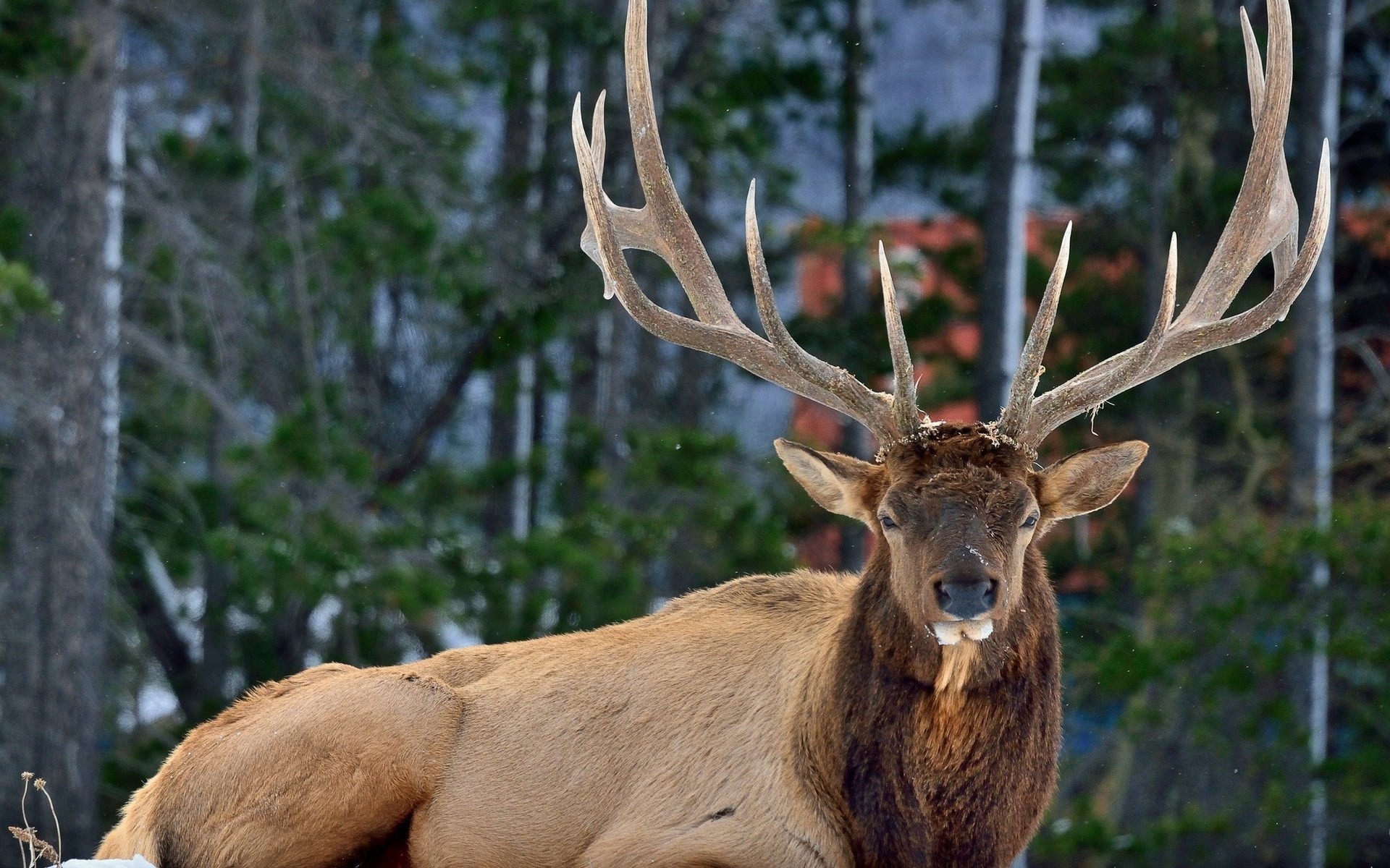 1920x1200 #7079, deer category - free download pictures of deer Â· Deer WallpaperElk  HuntingWinter ...