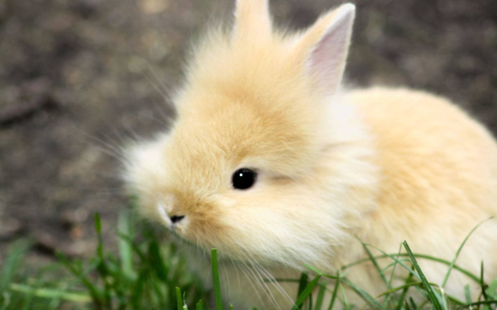 1920x1200 Wallpapers For > Baby Bunny Wallpaper