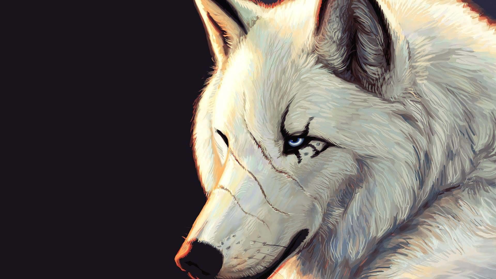 1920x1080 Most Cutest Scary White Wolf Wallpaper Full HD Wallpaper