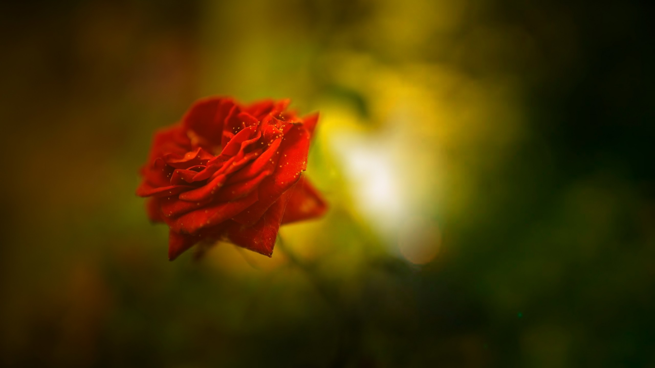2560x1440 Flowers / Red Rose Wallpaper