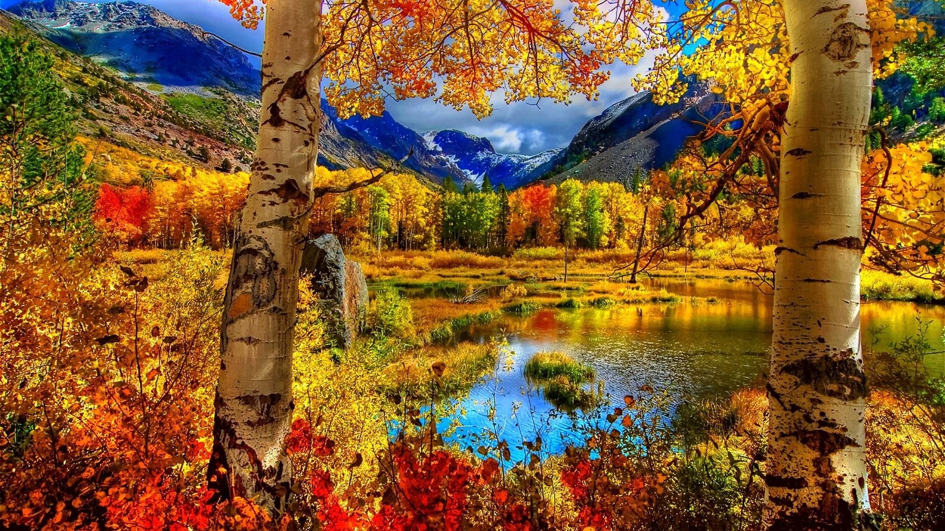 1920x1080 Nature Leaves Forest Color Tree Autumn Season Leaf Landscape Fall Seasons  Hd Photo Download Free - 1920x1200