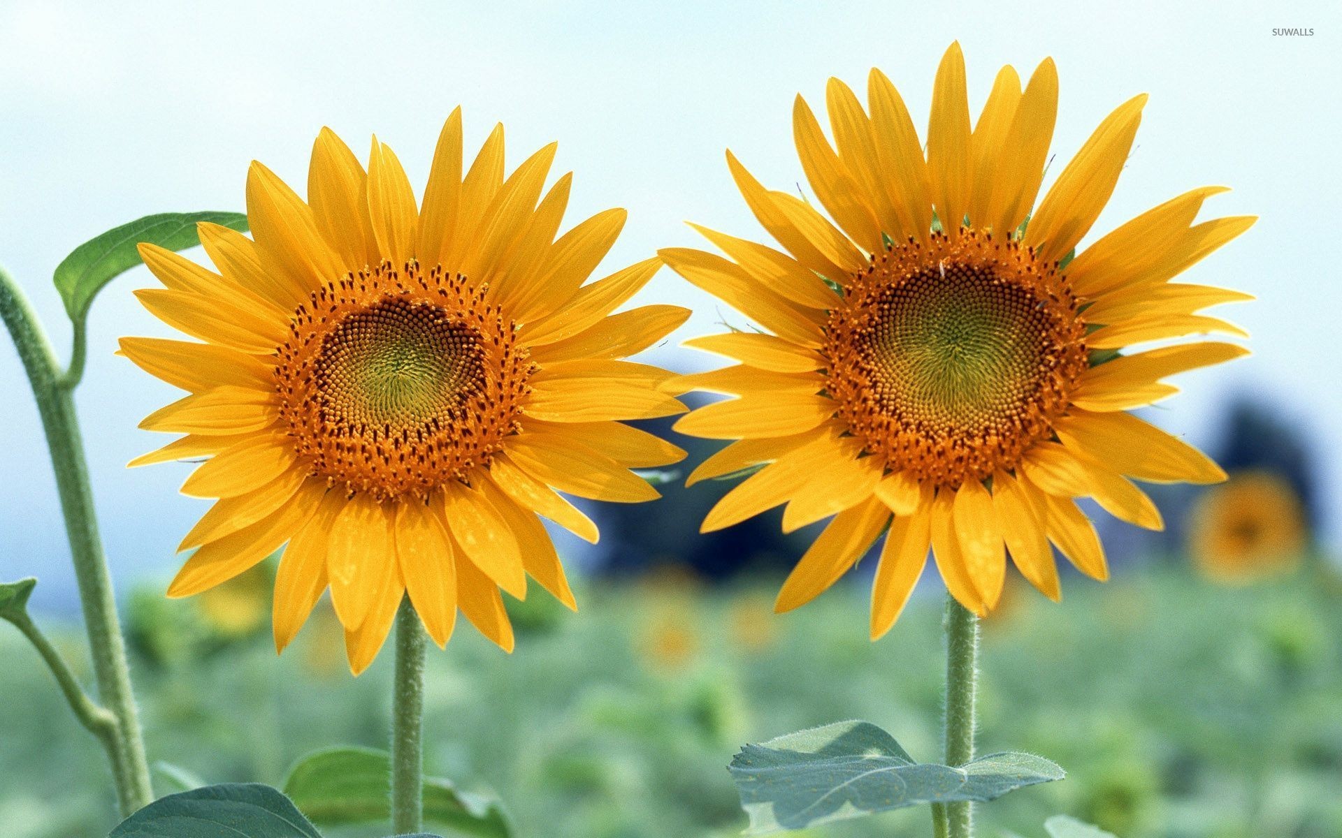 1920x1200 Two sunflowers wallpaper