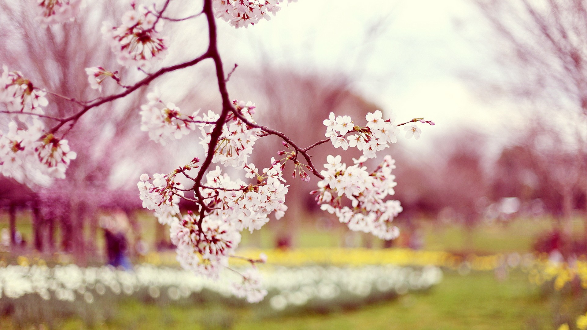 1920x1080 animated 3d cherry blossoms background wallpaper