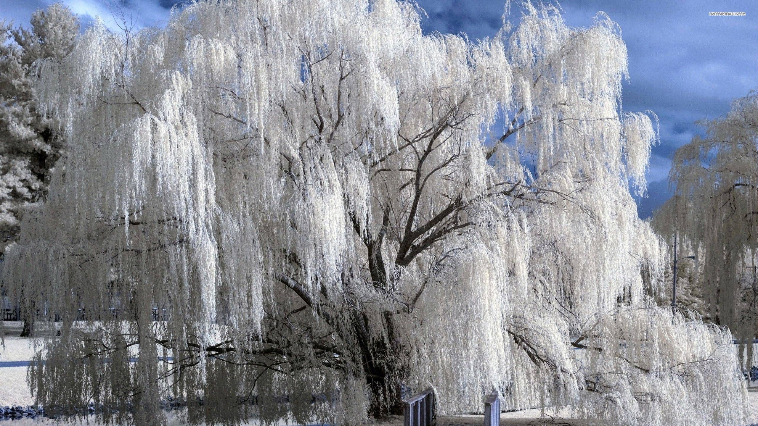 2560x1440 Snowy weeping willow wallpaper #