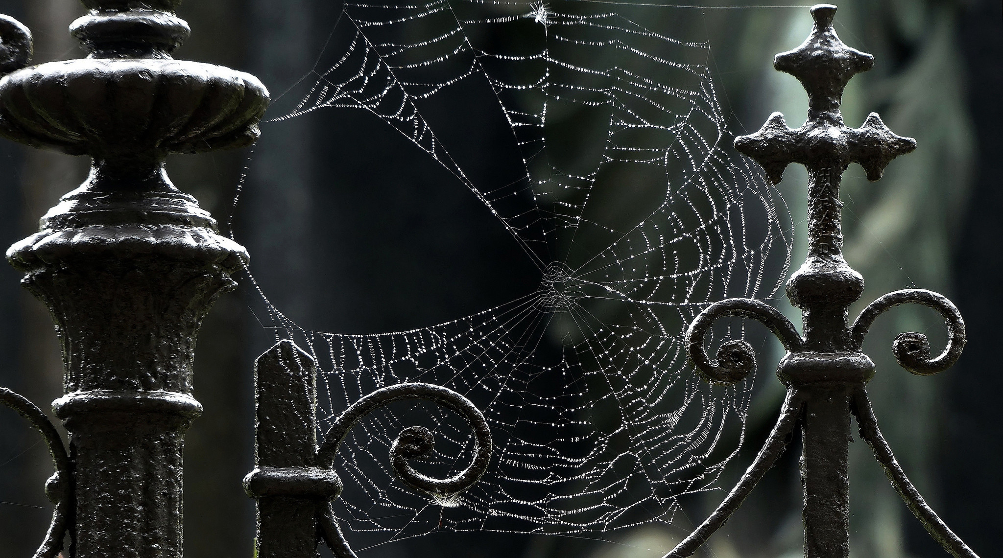 2048x1140 ... Photography Spider Web wallpapers (Desktop, Phone, Tablet .
