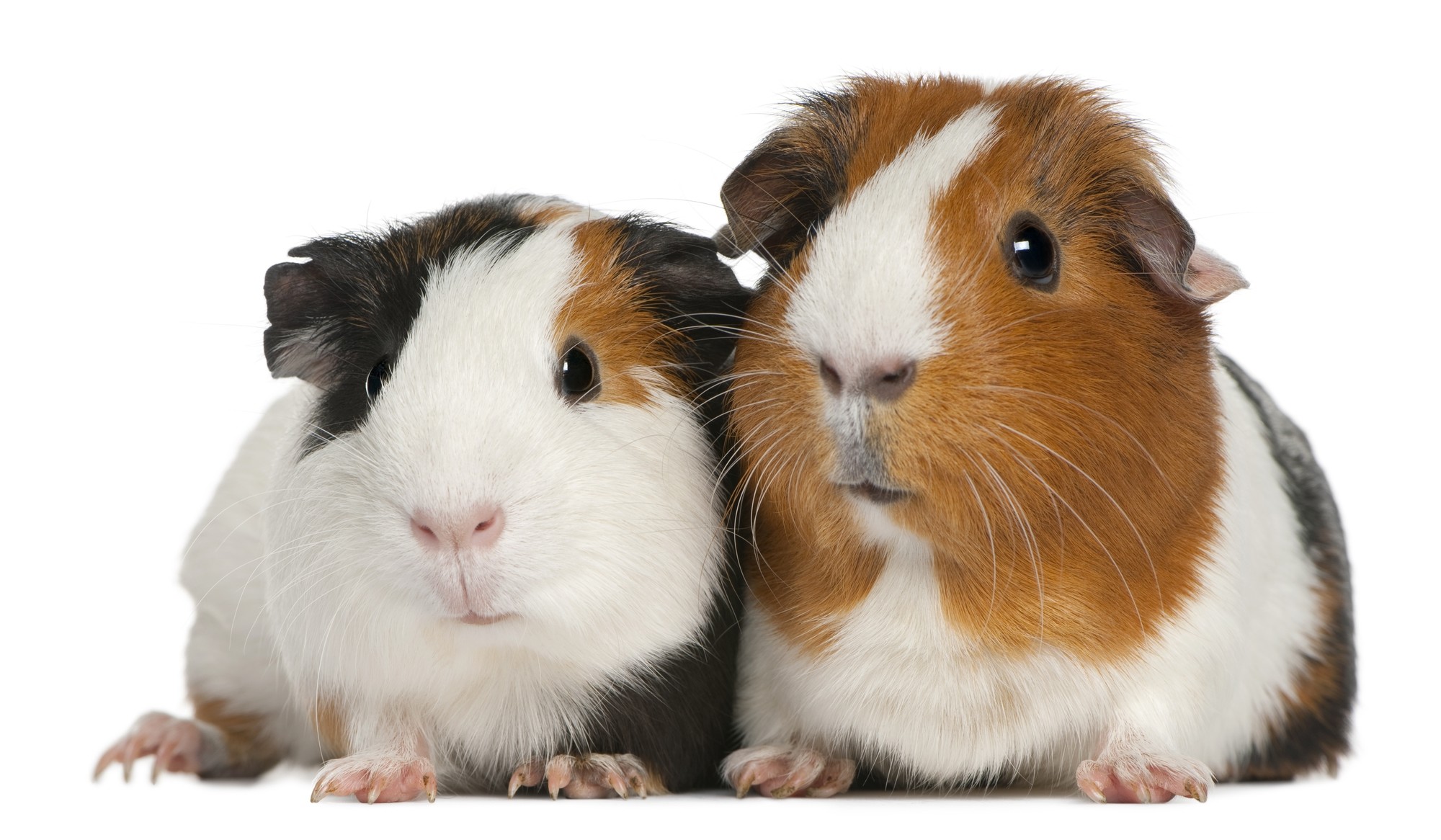 2000x1166 Guinea Pig High Definition Wallpapers