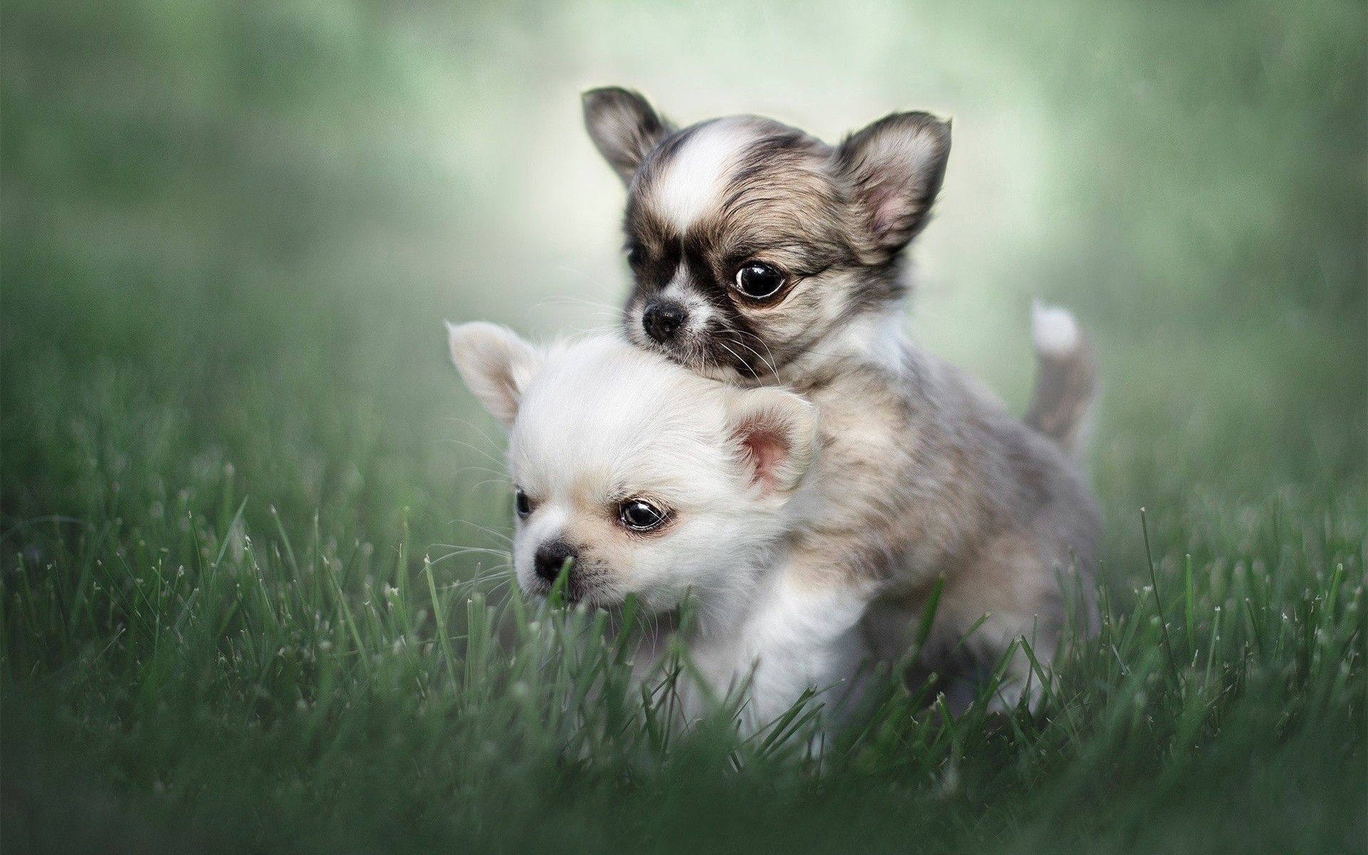 1920x1200 Chihuahua, puppies, friendship, dogs, small chihuahua, friends, lawn, cute