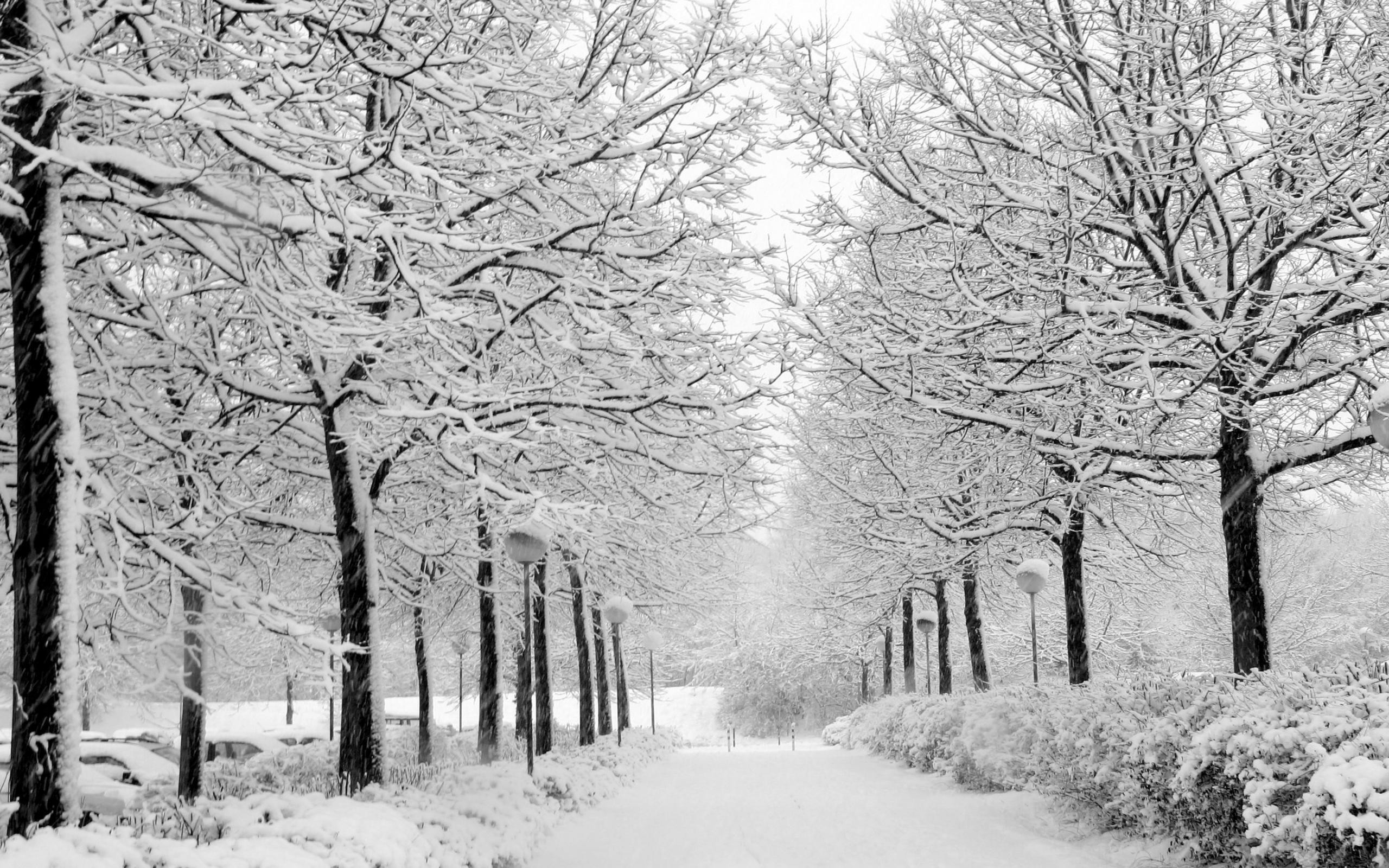 2560x1600 20 Winter Backgrounds | 20 Top Winter Desktop Backgrounds Winter Snow  Wallpaper .