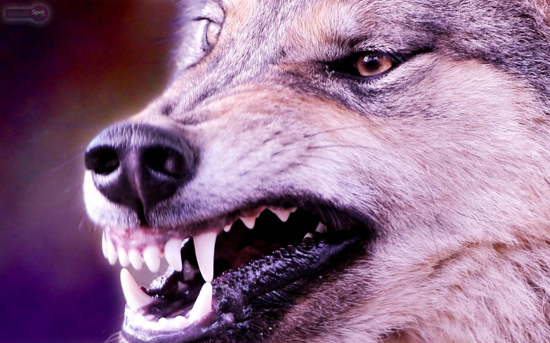 1920x1200 4456x2500 96 4K Ultra HD Wolf Wallpapers | Background Images - Wallpaper  Abyss">