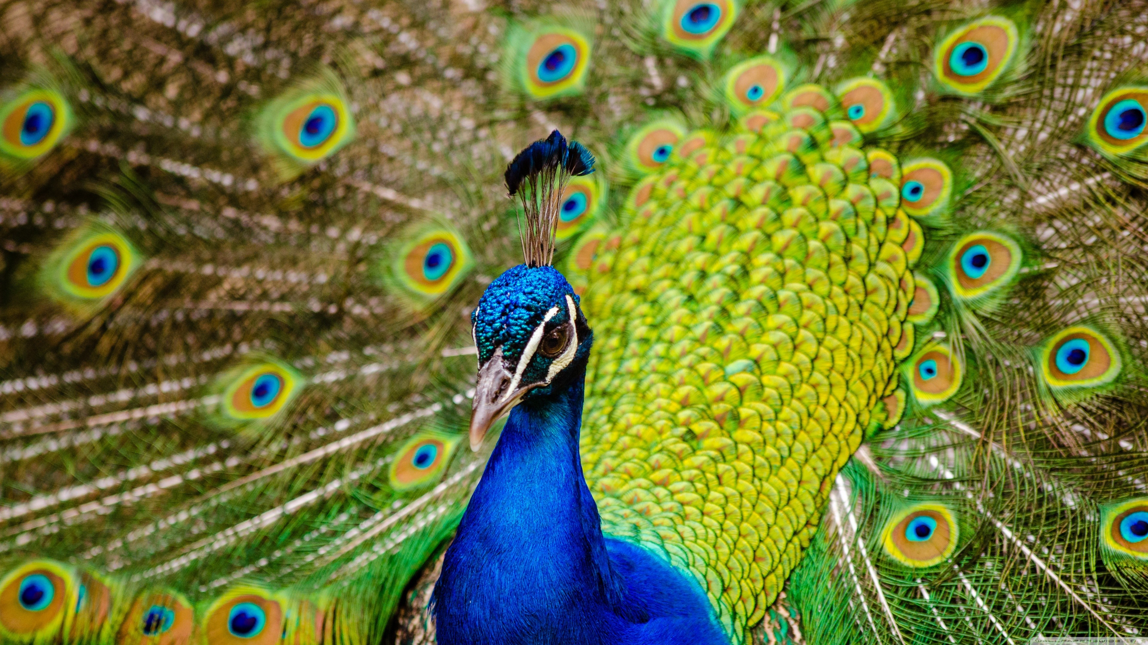 Peacock Wallpaper Stock Photos Images and Backgrounds for Free Download