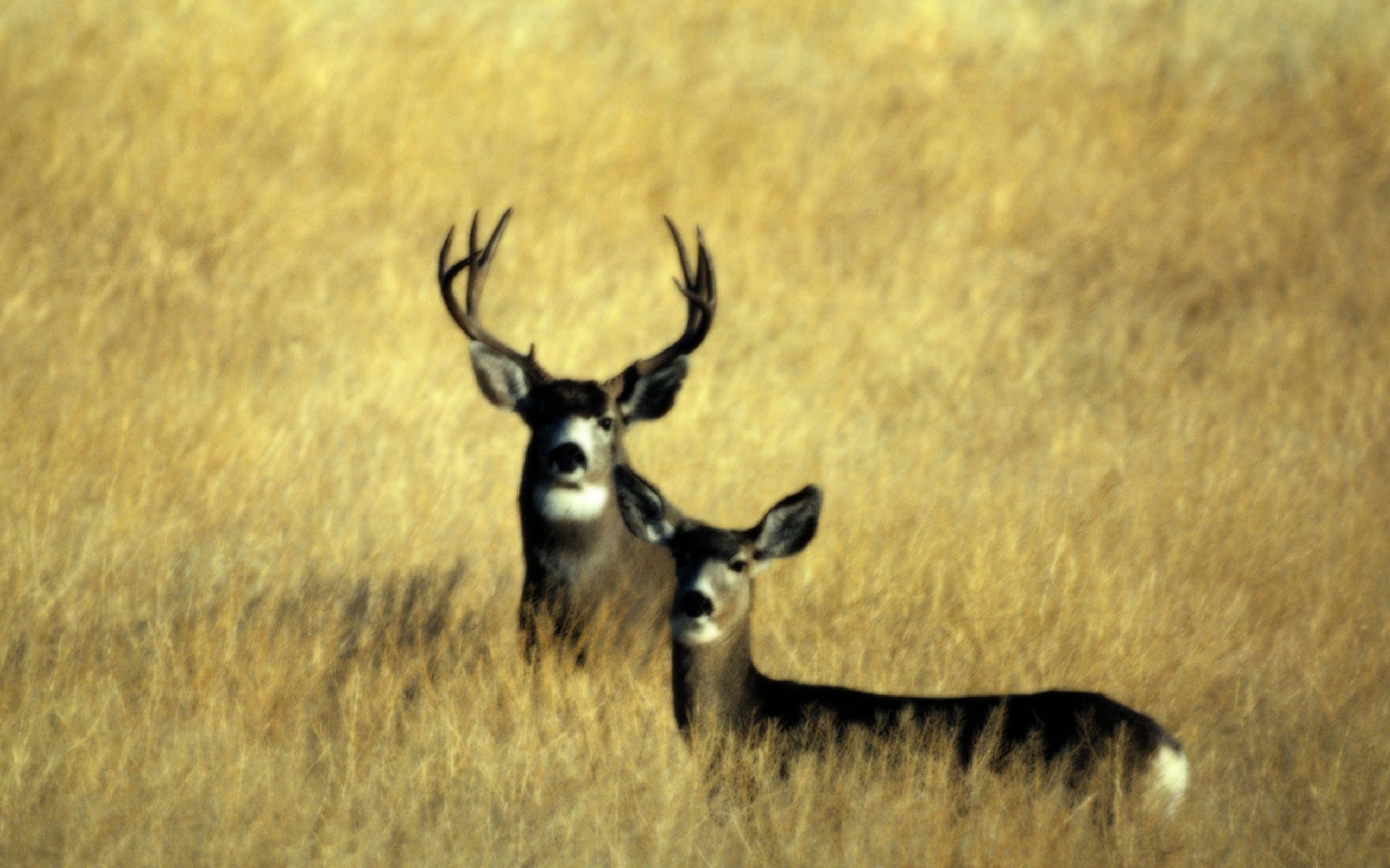 2560x1600  Deer Hunting Wallpaper Desktop Â· Download Â· Dallen ...