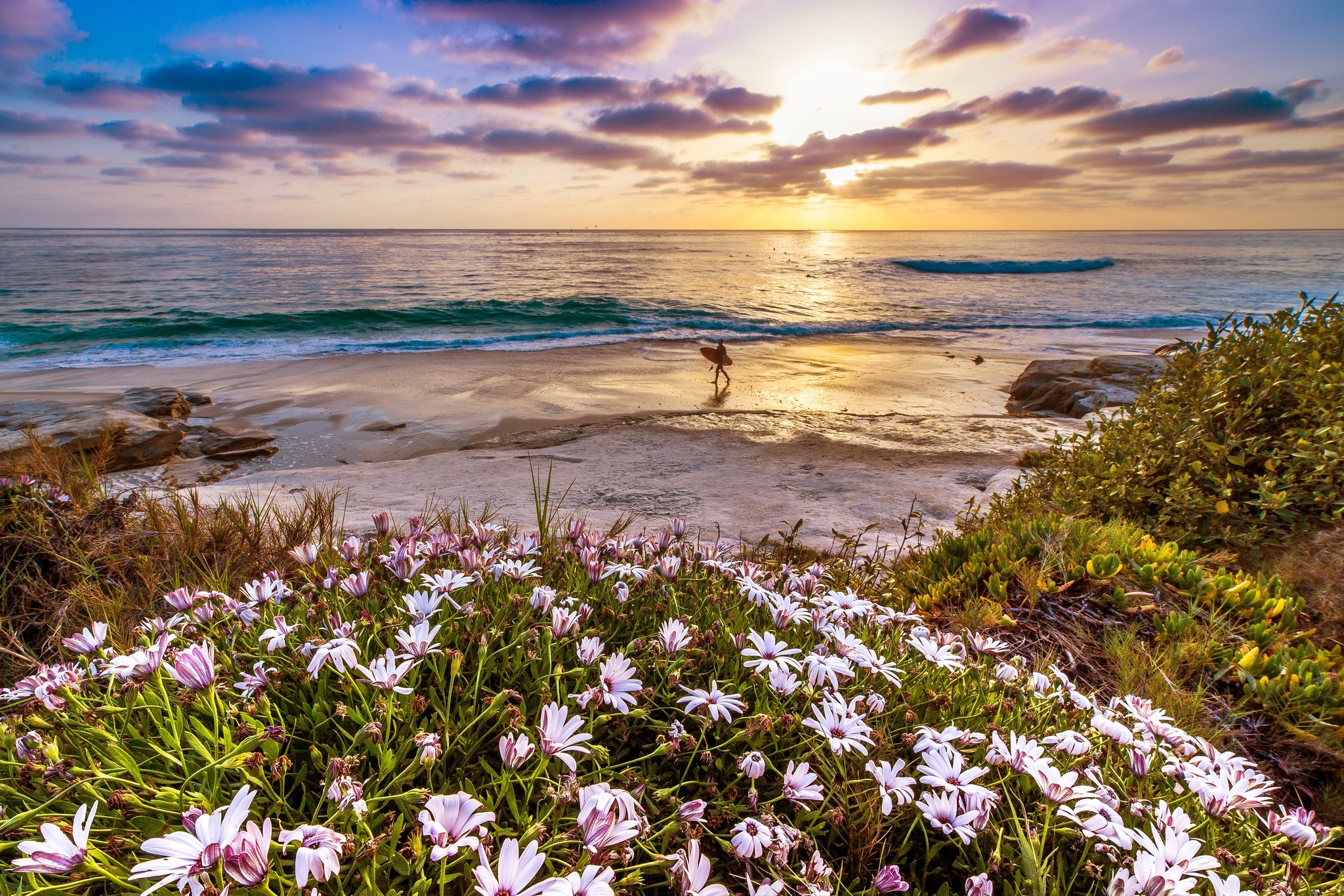 2048x1366 California Pacific Ocean Flowers Coast Sunset - Free Stock Photos, Images,  HD Wallpaper