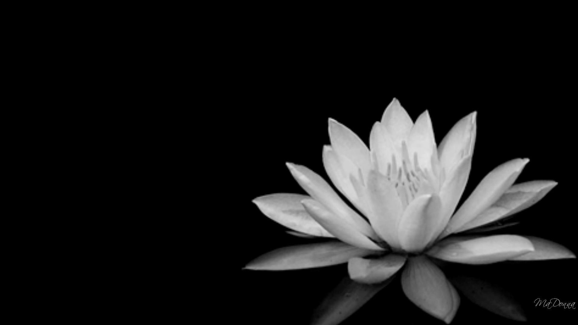 1920x1080 Flower in black and white image.