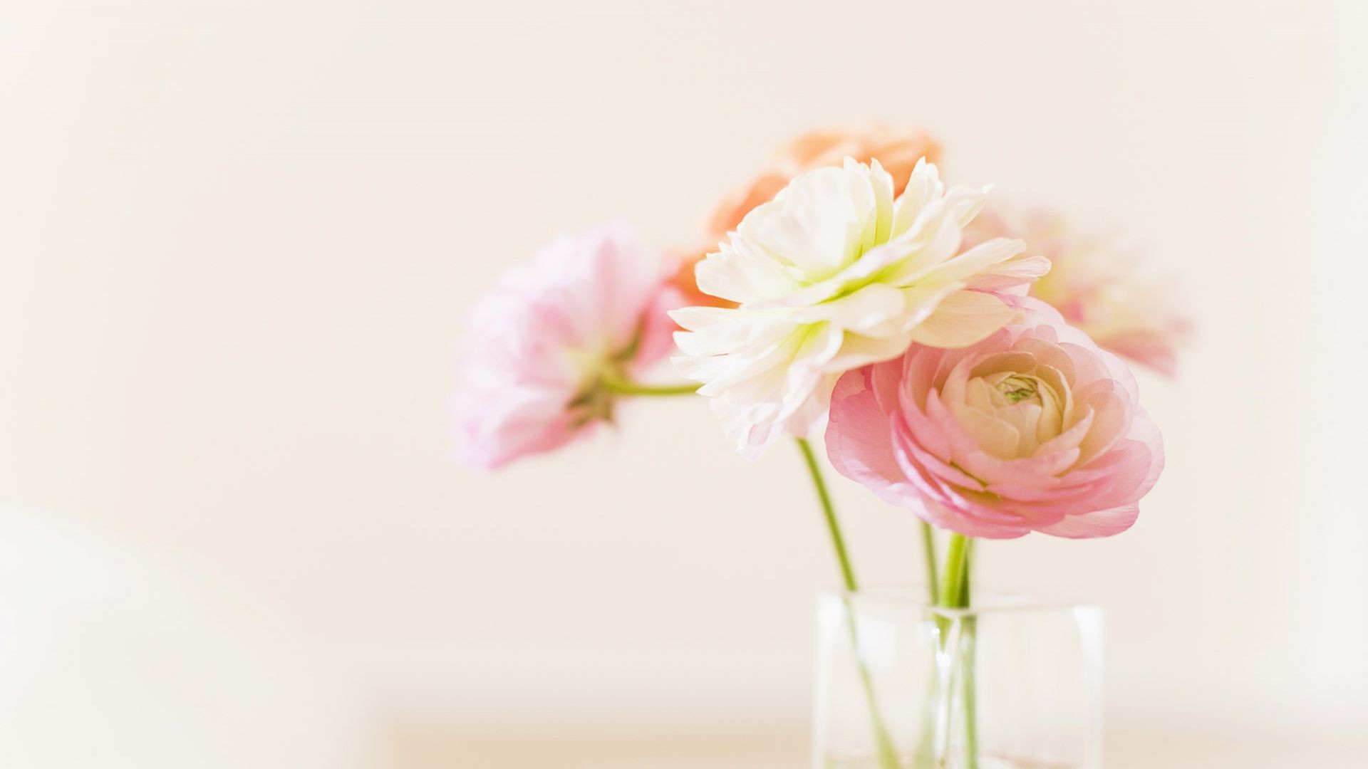 1920x1080 ... Pink Peony White Background Wallpaper. Download