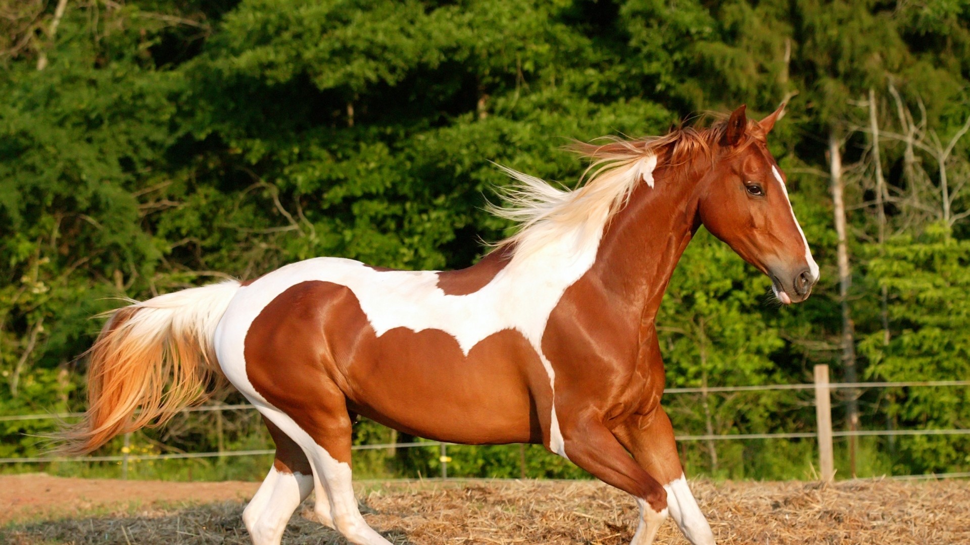 1920x1080 Full HD 1080p Horse Wallpapers HD, Desktop Backgrounds , Images  and Pictures