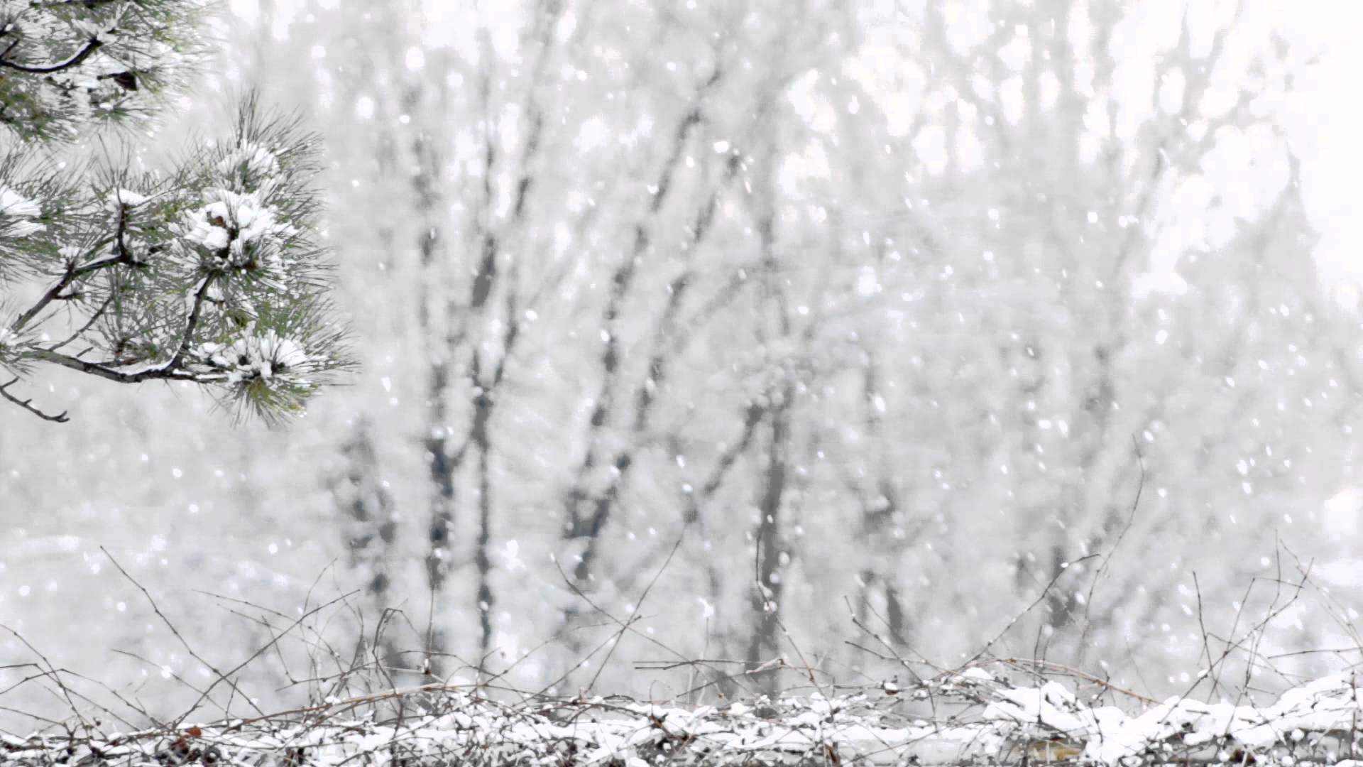 1920x1080 Snowy Background With Branch 1 SSUP