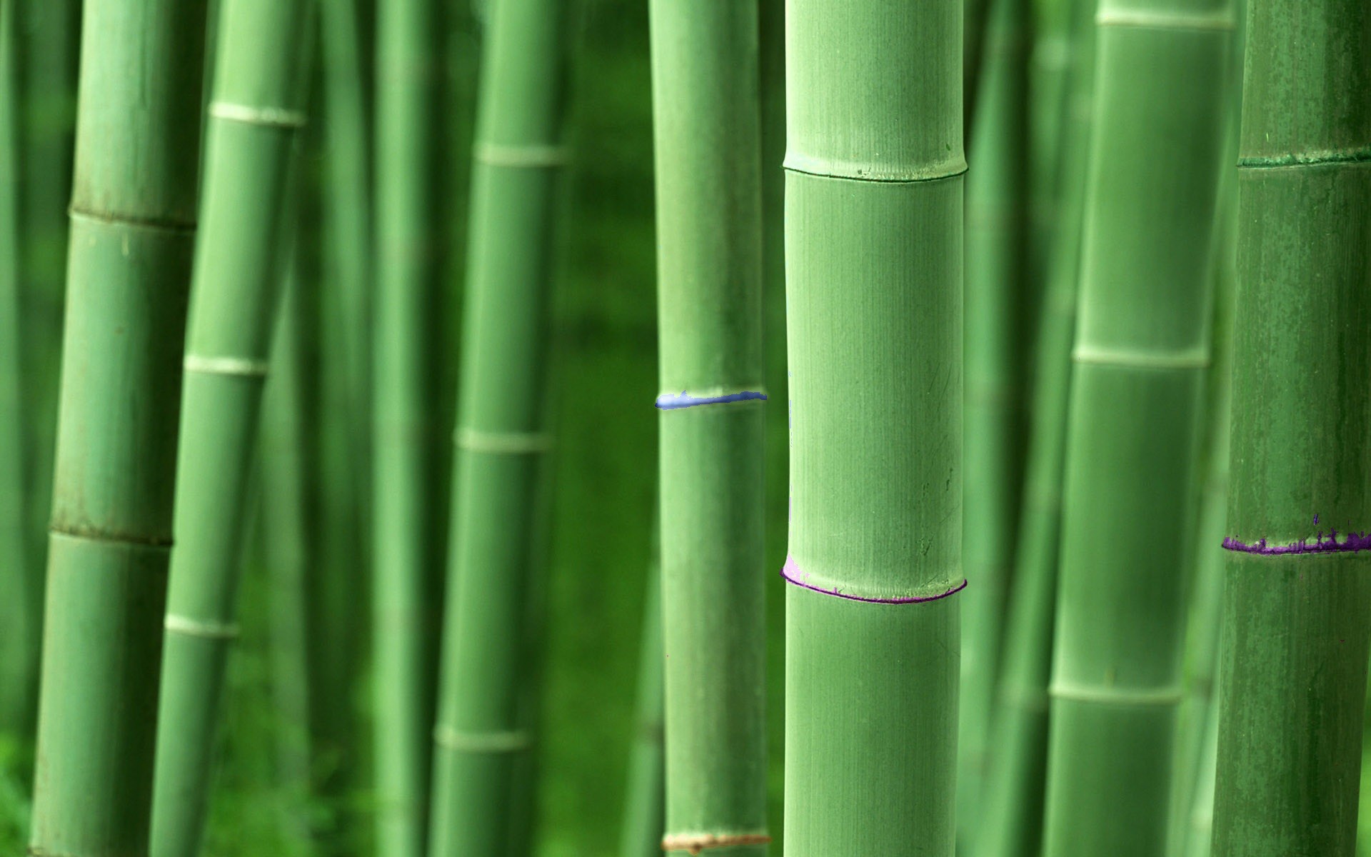 1920x1200 Greenish Wallpaper Bamboo Tag wallpapers: Bamboo Wallpapers Image Nature.  Bamboo Free .