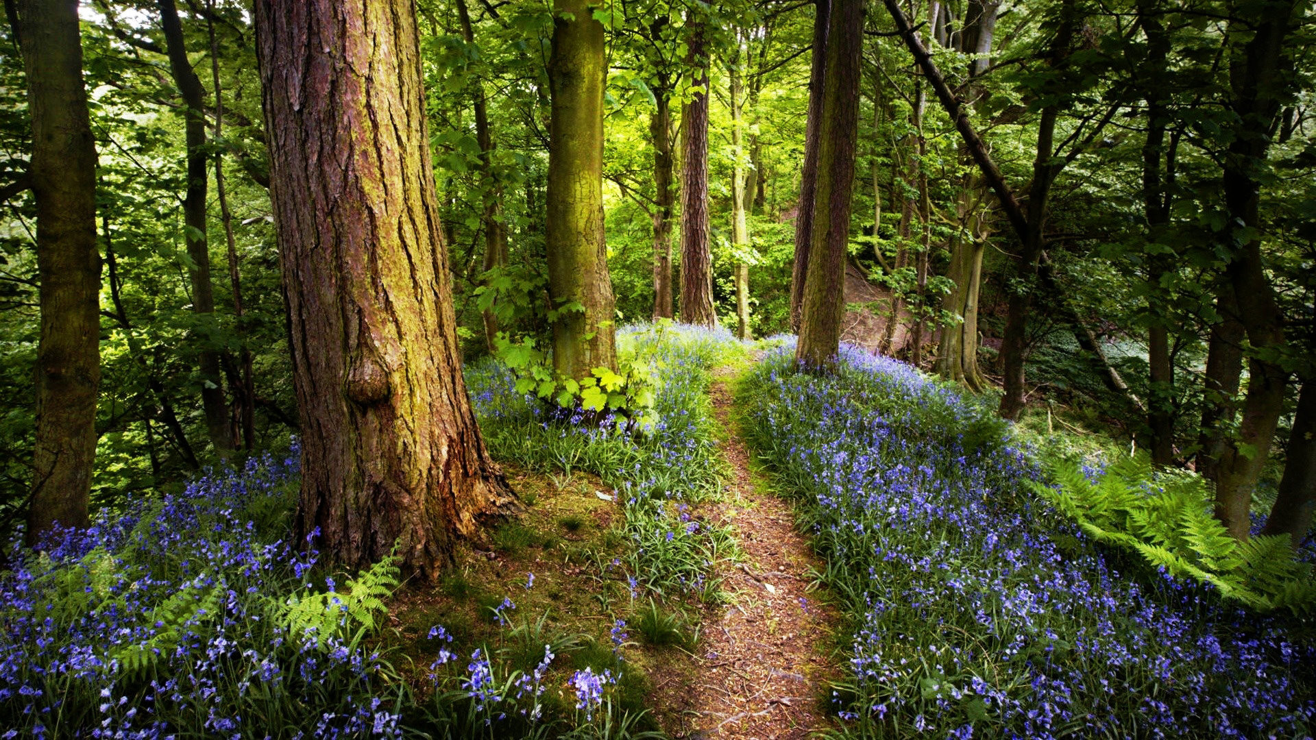1920x1080 Spring Forest Wallpapers