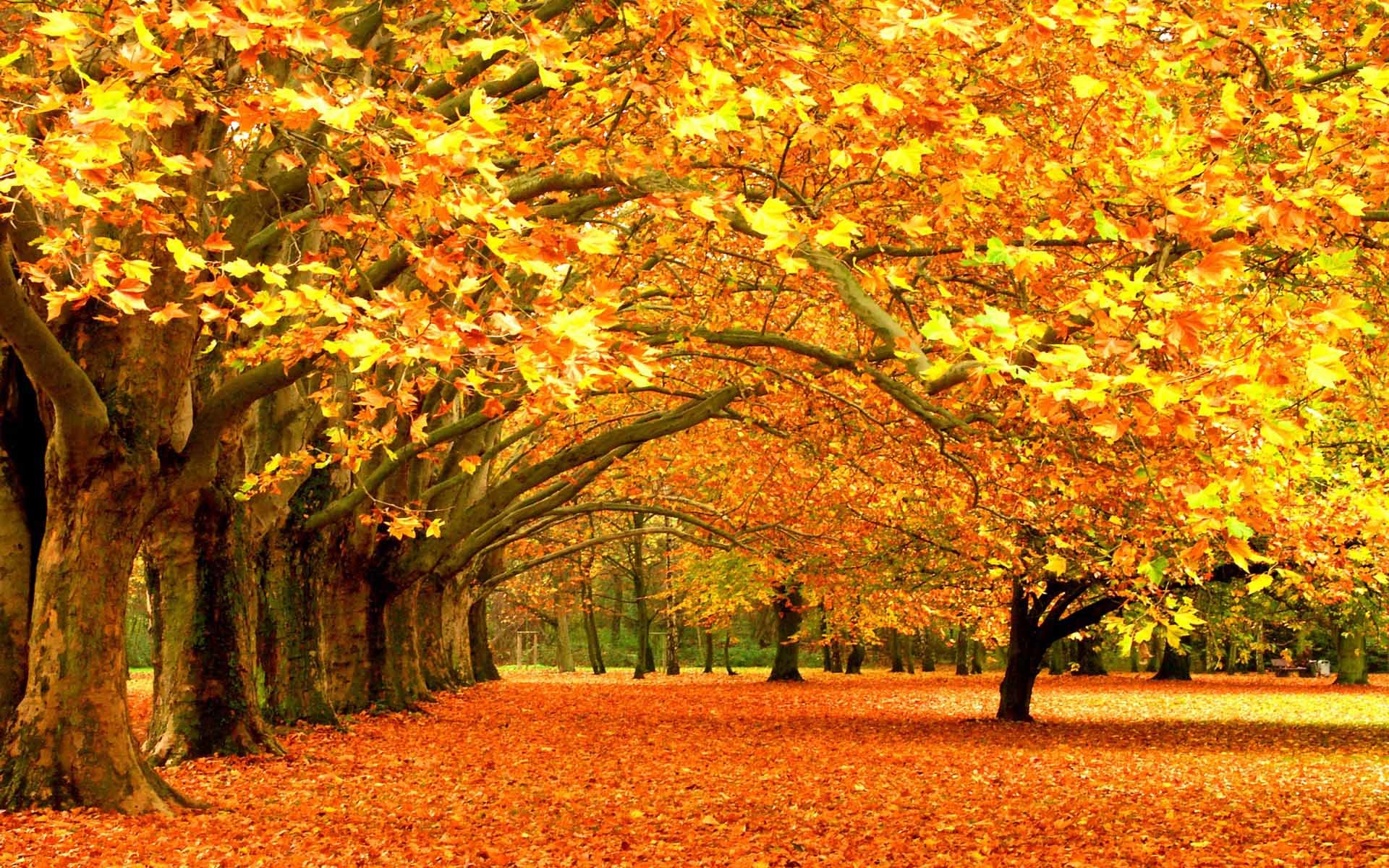 1920x1200 1281 Fall Backgrounds