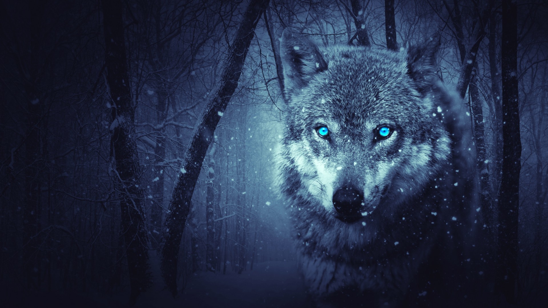 1920x1080 Wold Wolf Blue Eyes Scary Snowfall Winter Hd Wallpaper